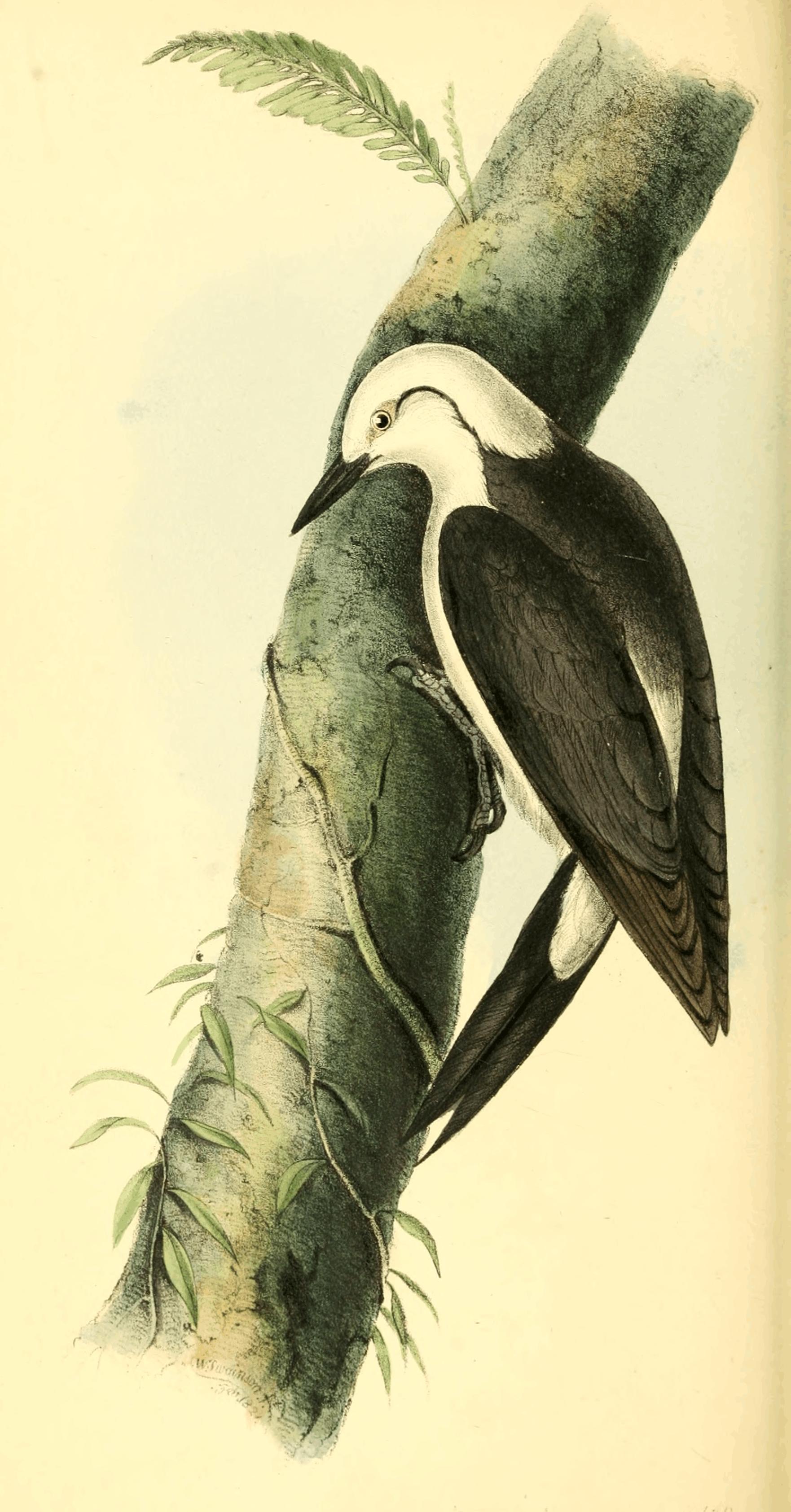 Plate 38.