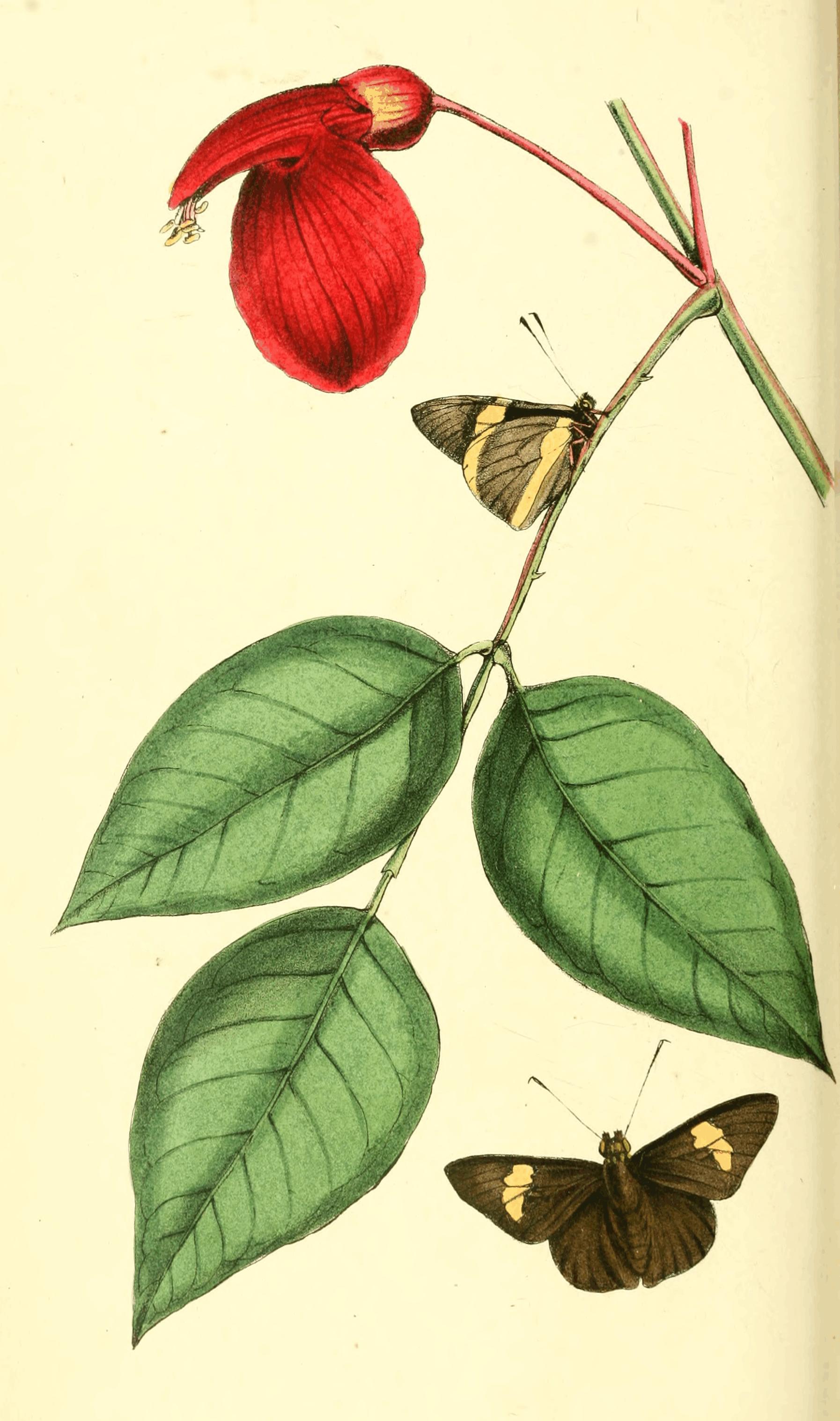 Plate 39.