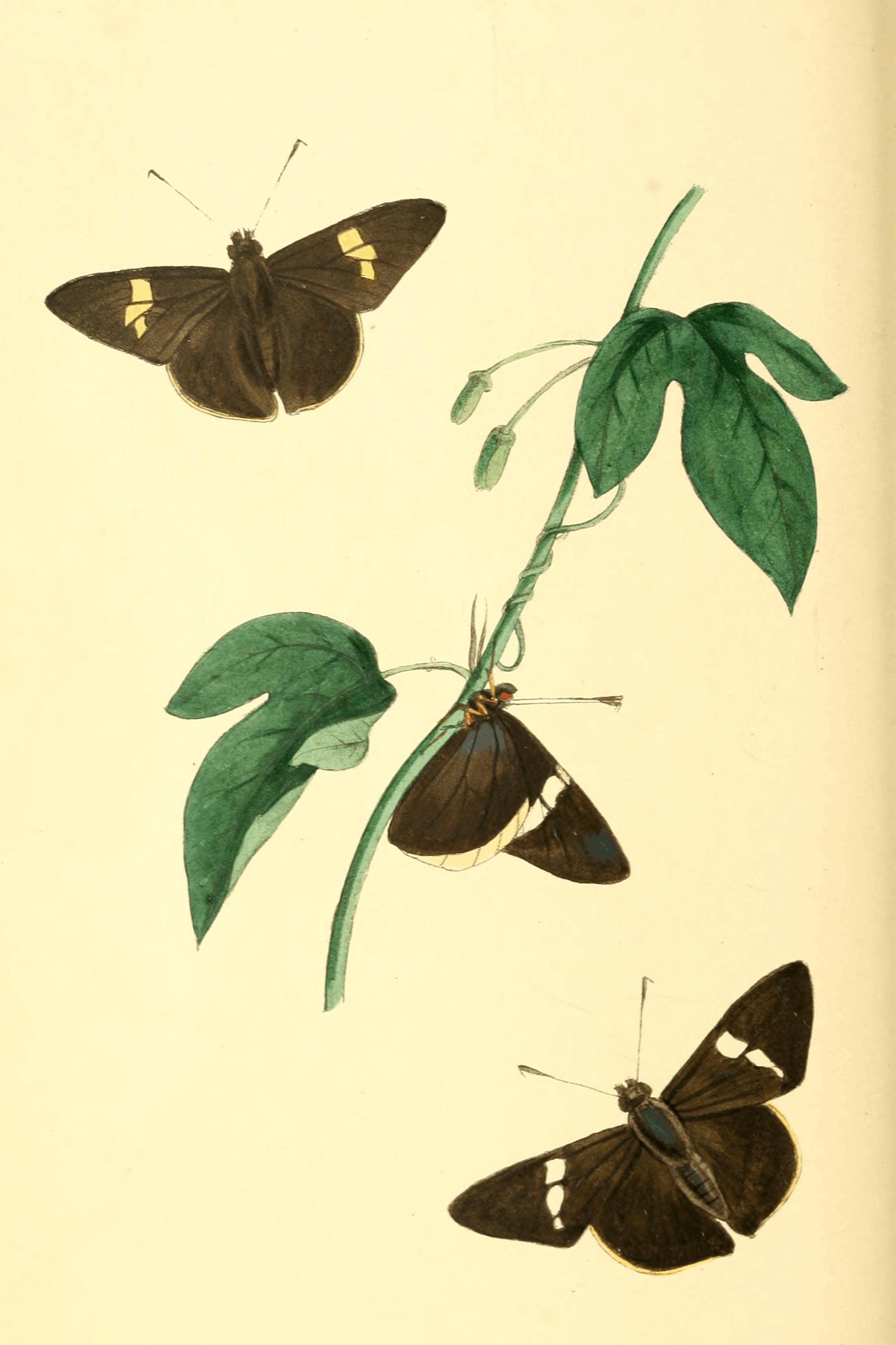 Plate 40.