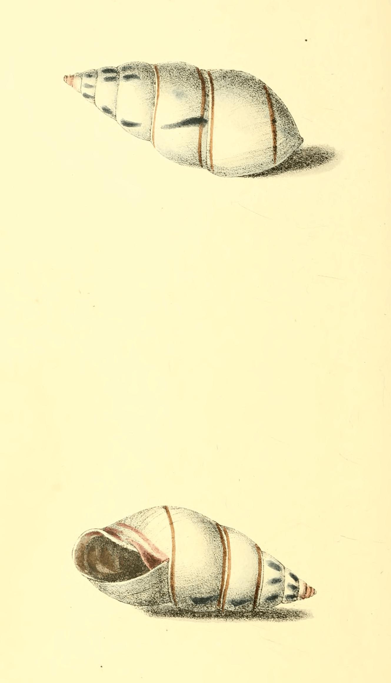 Plate 41.