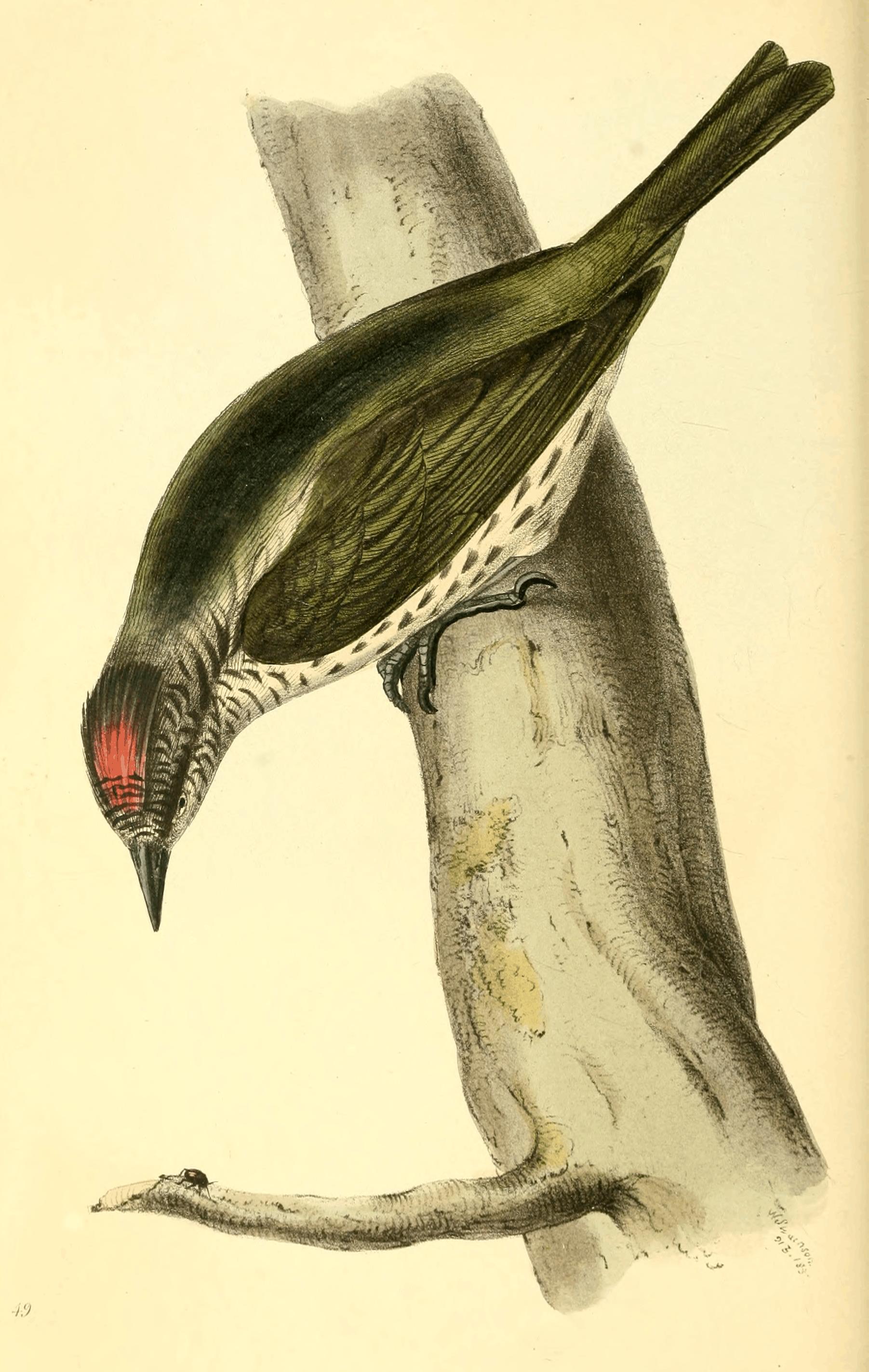 Plate 49.