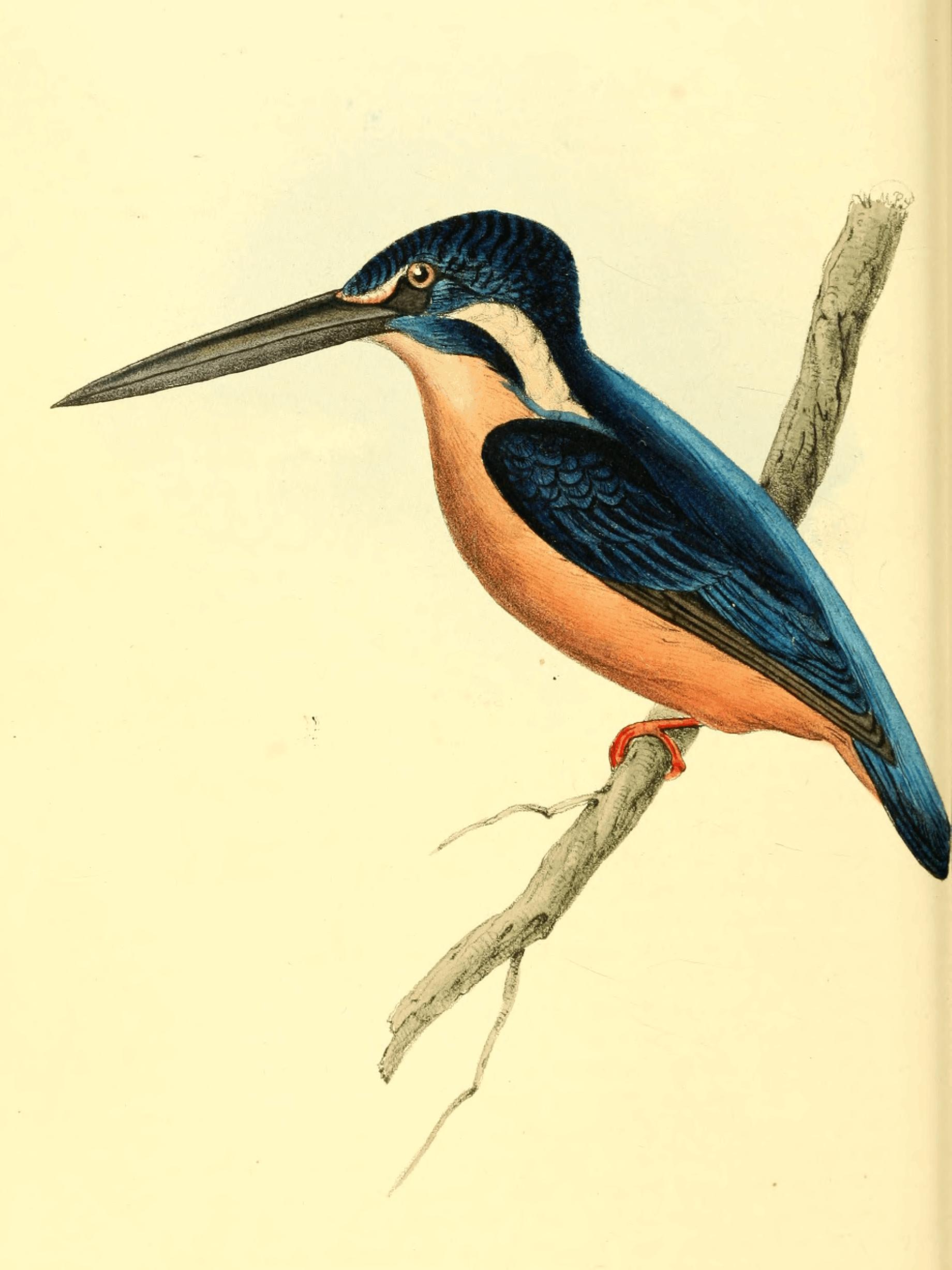 Plate 50.