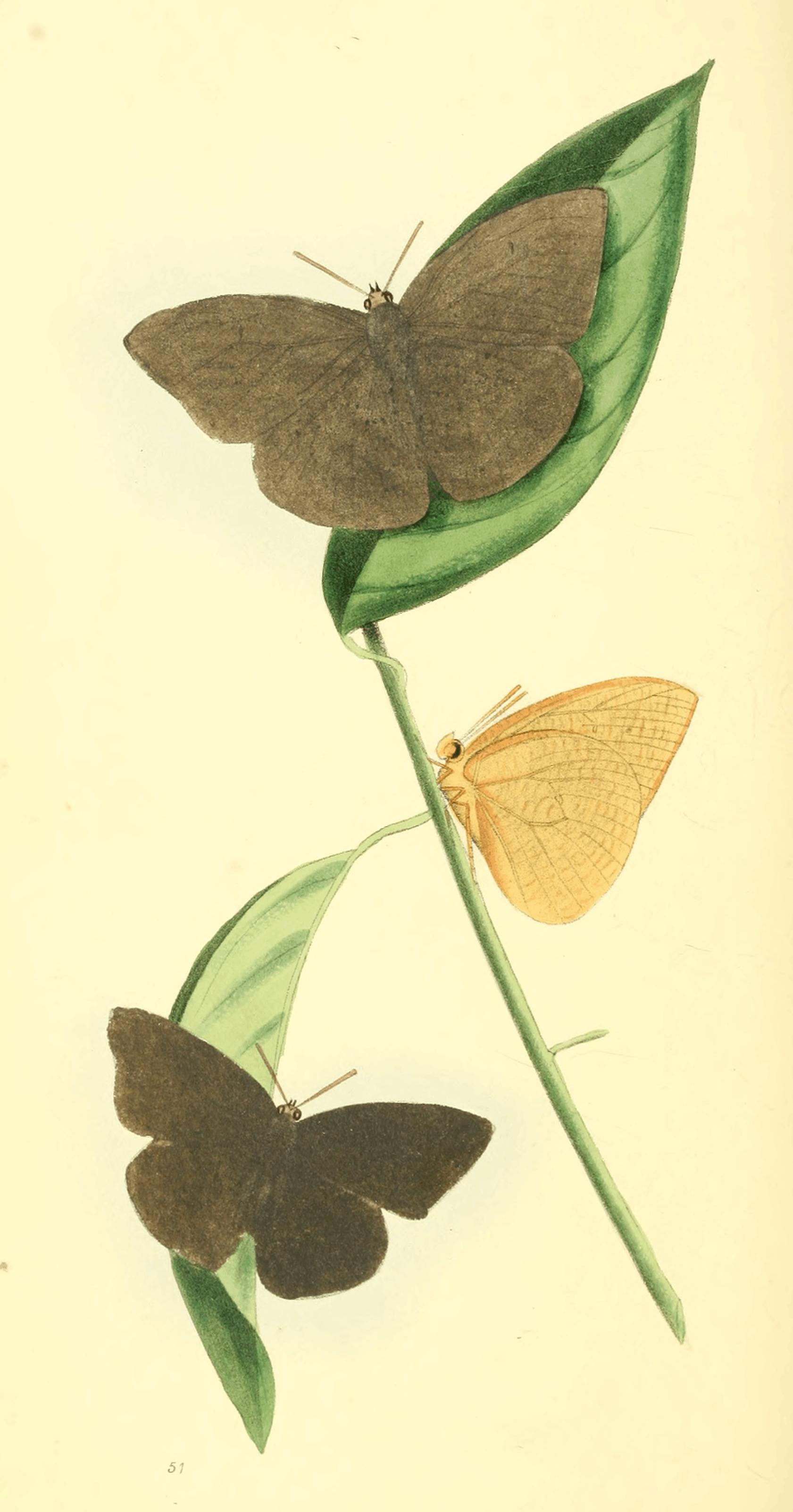 Plate 51.