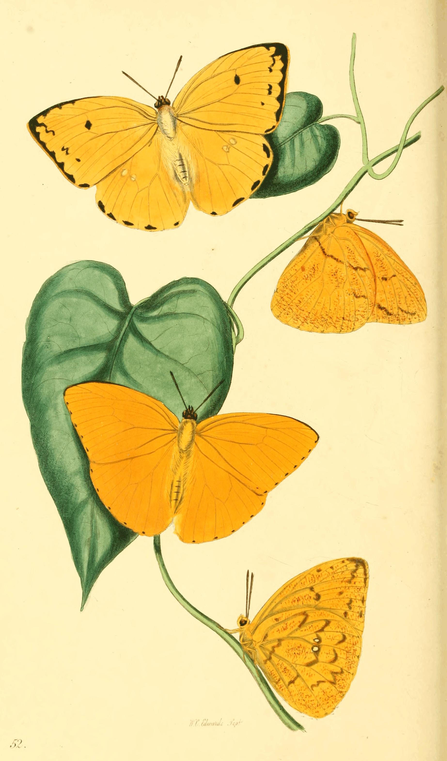Plate 52.