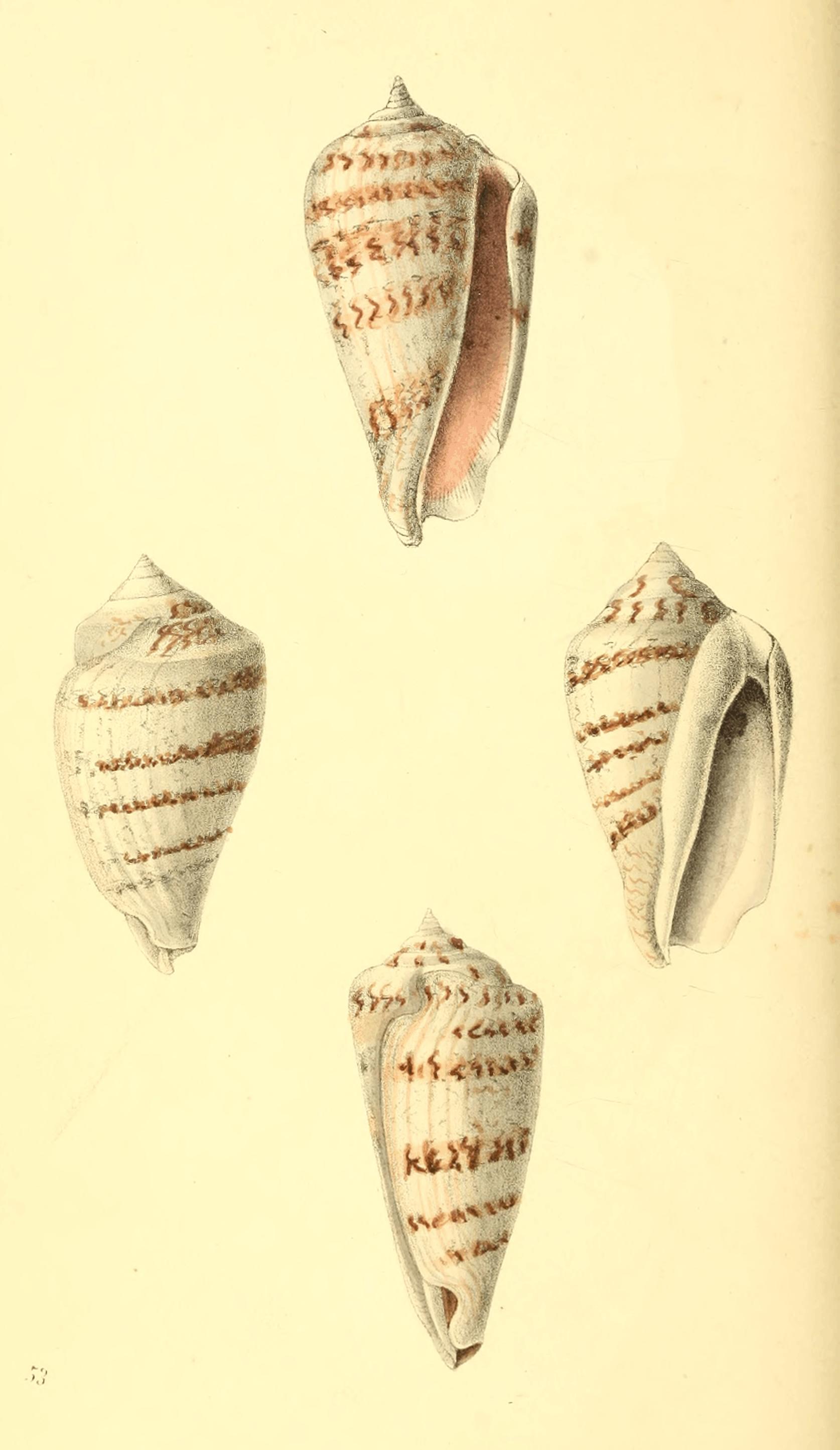 Plate 53.