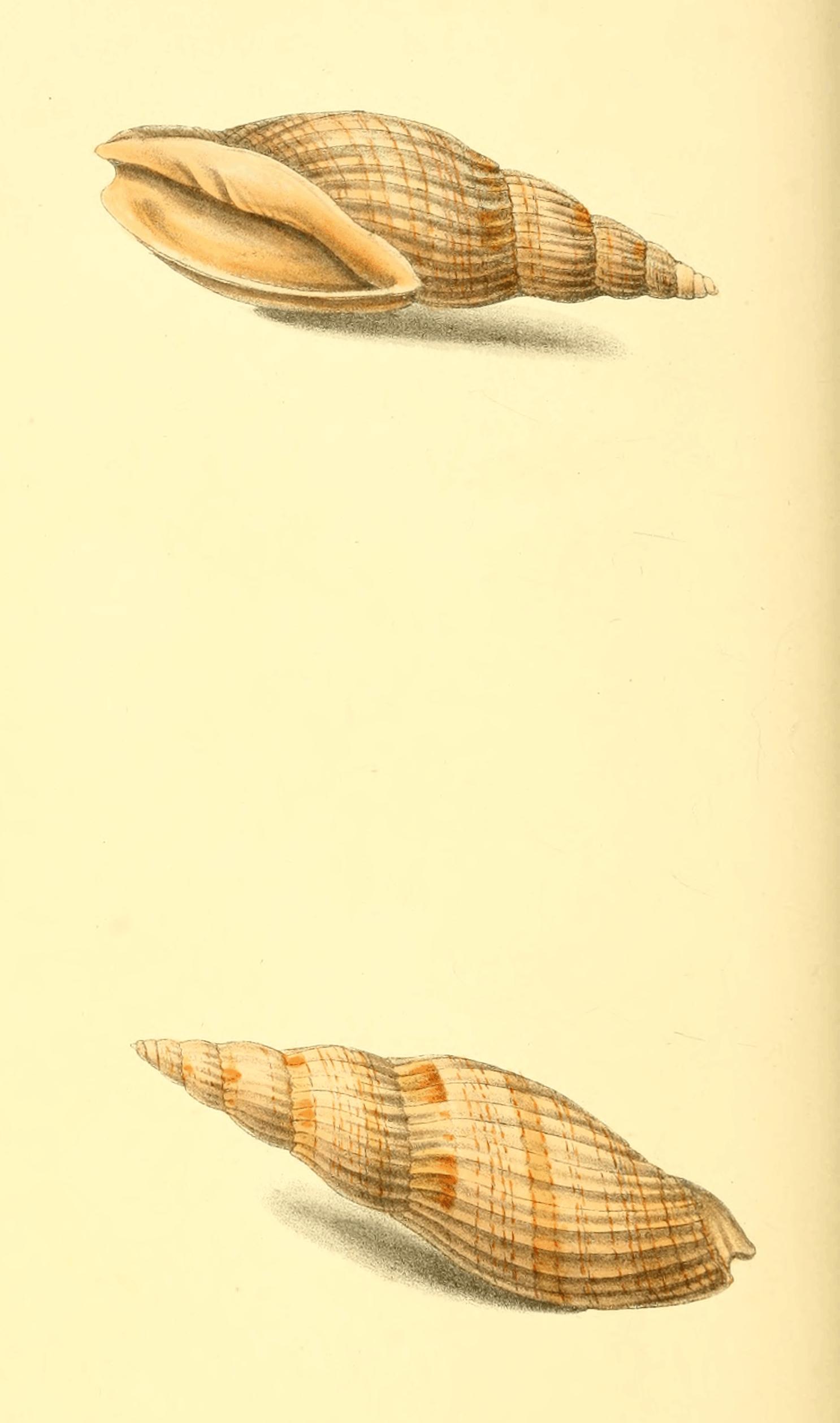 Plate 54.