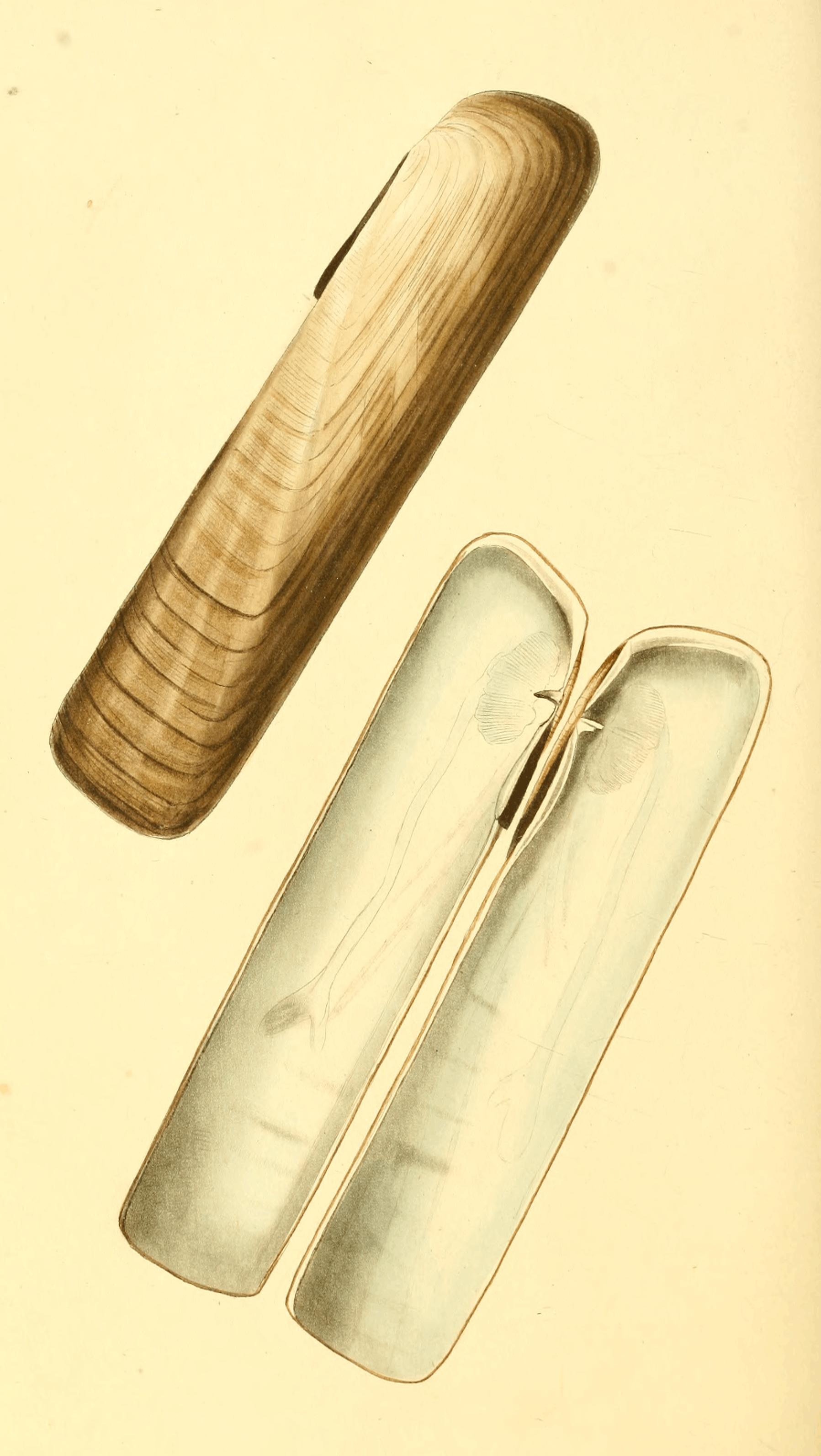 Plate 55.