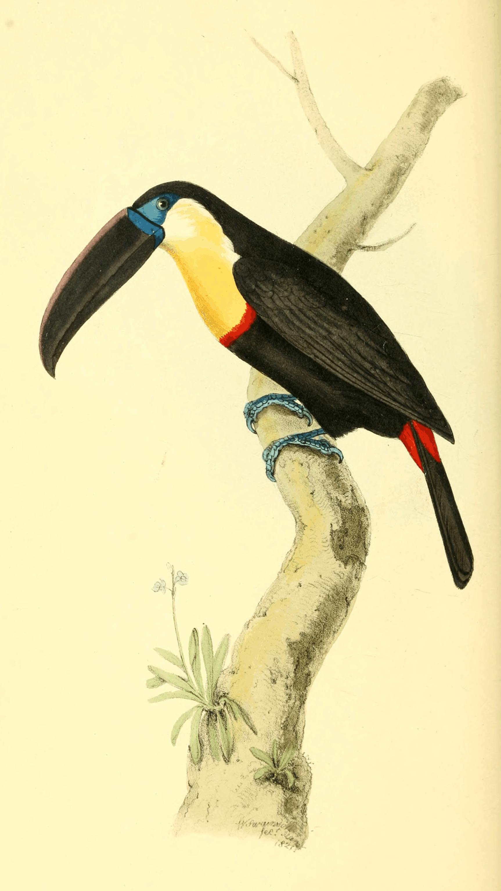 Plate 56.