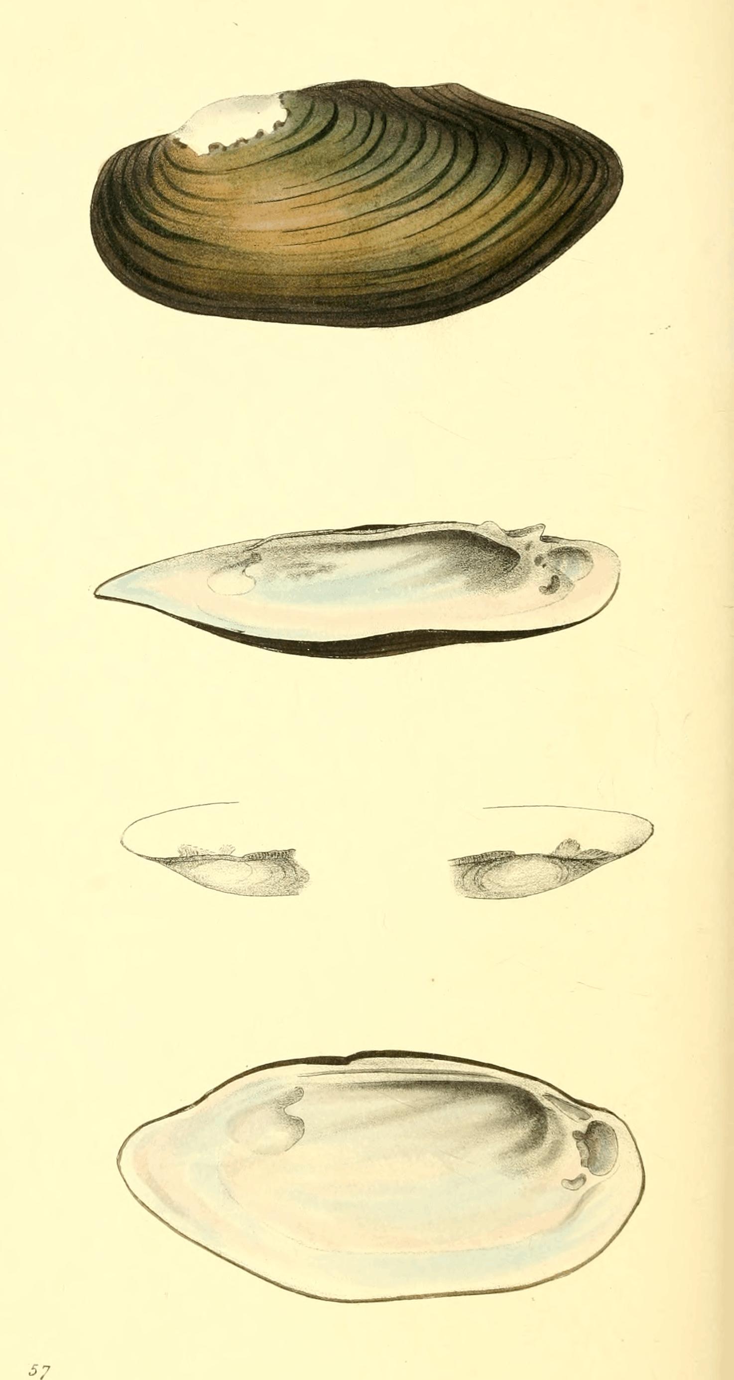 Plate 57.