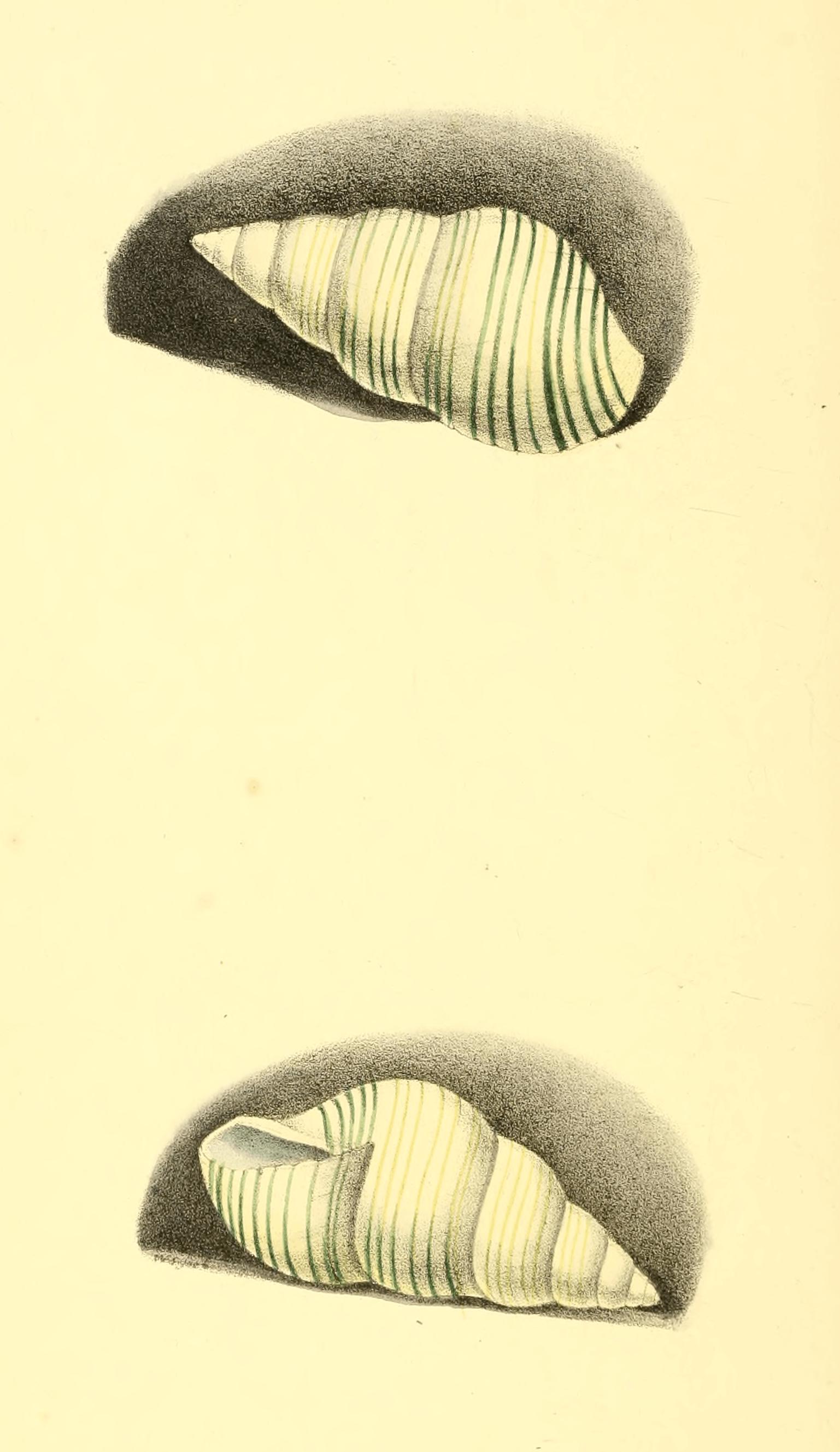 Plate 58.