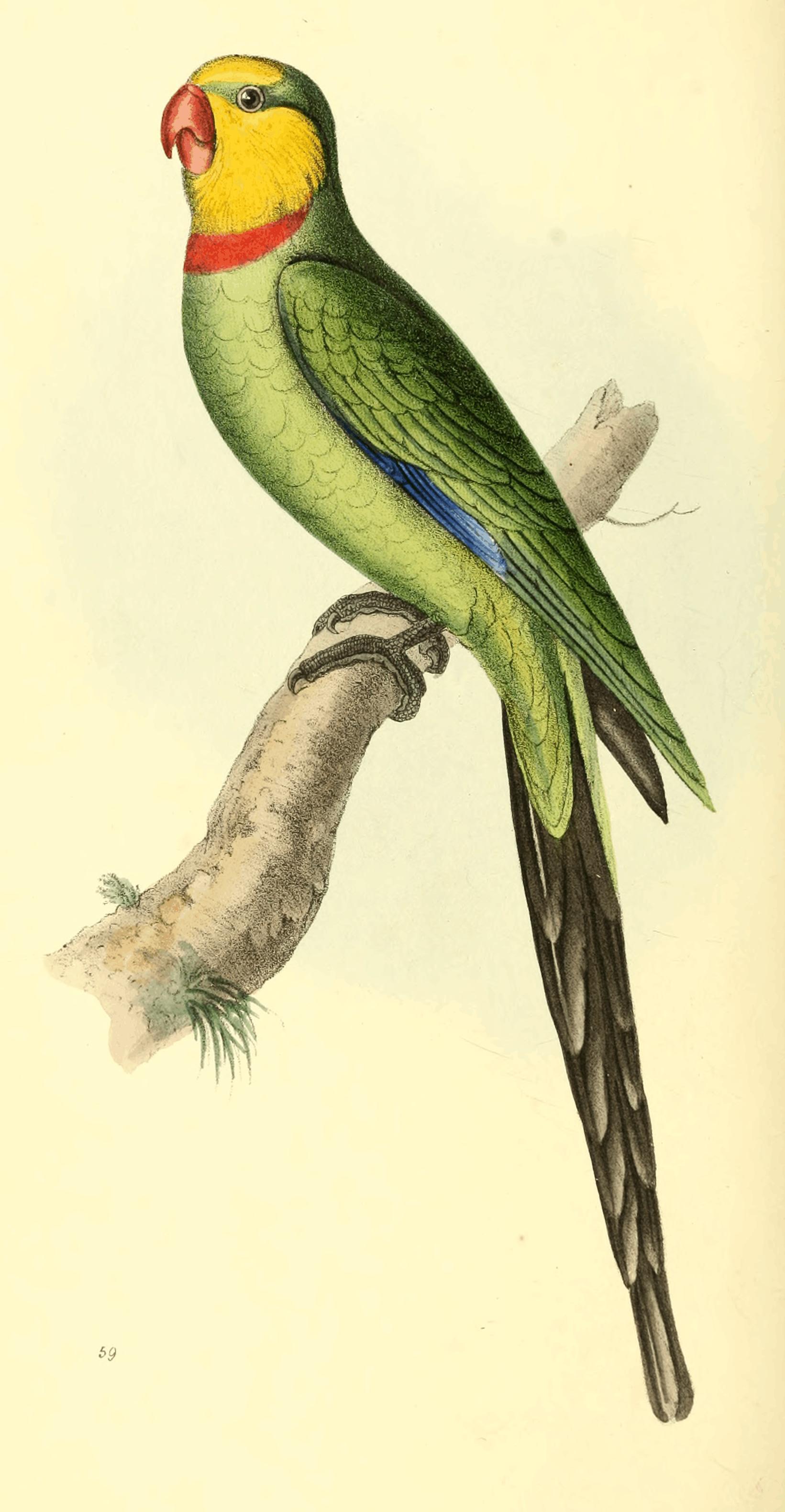 Plate 59.