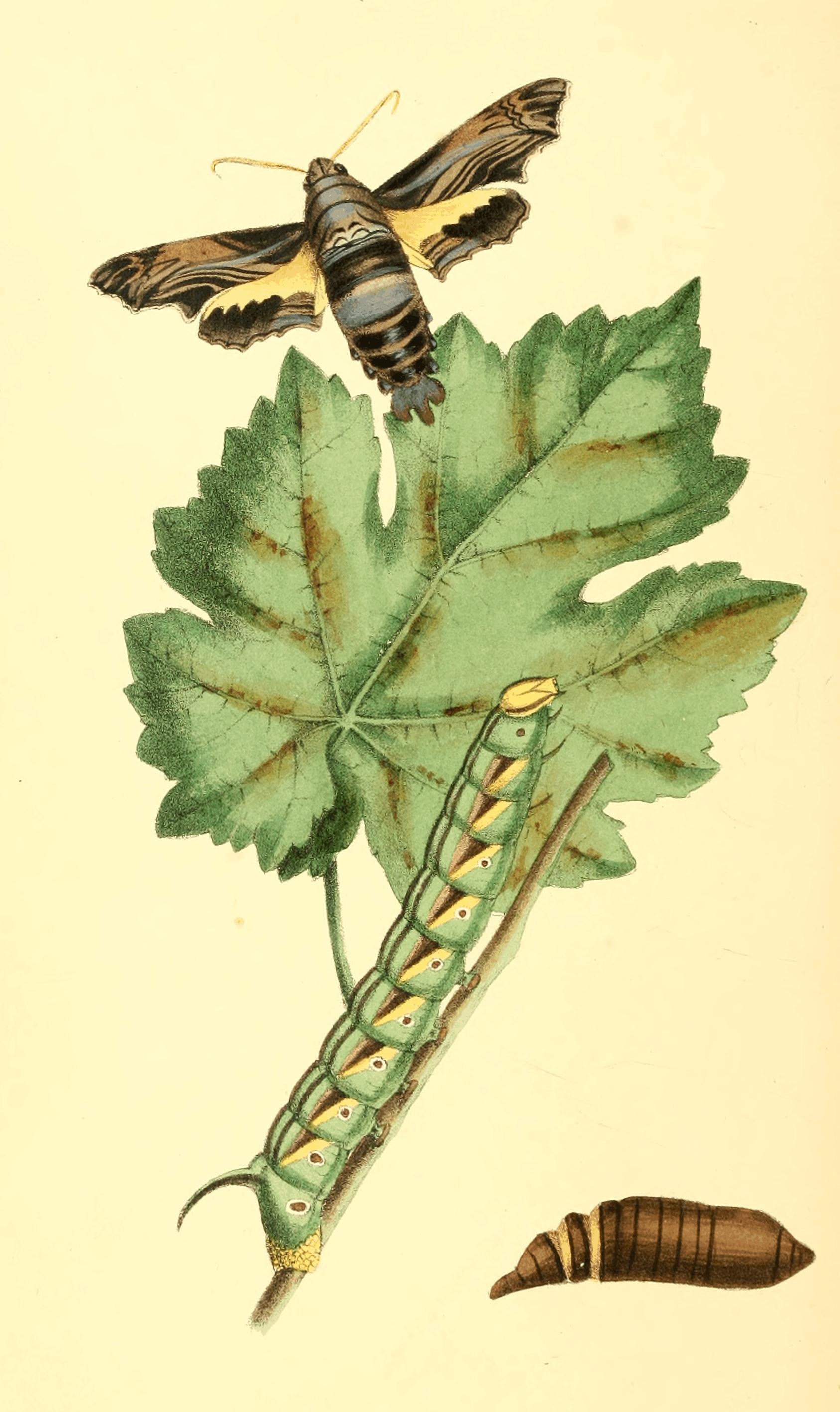 Plate 60.