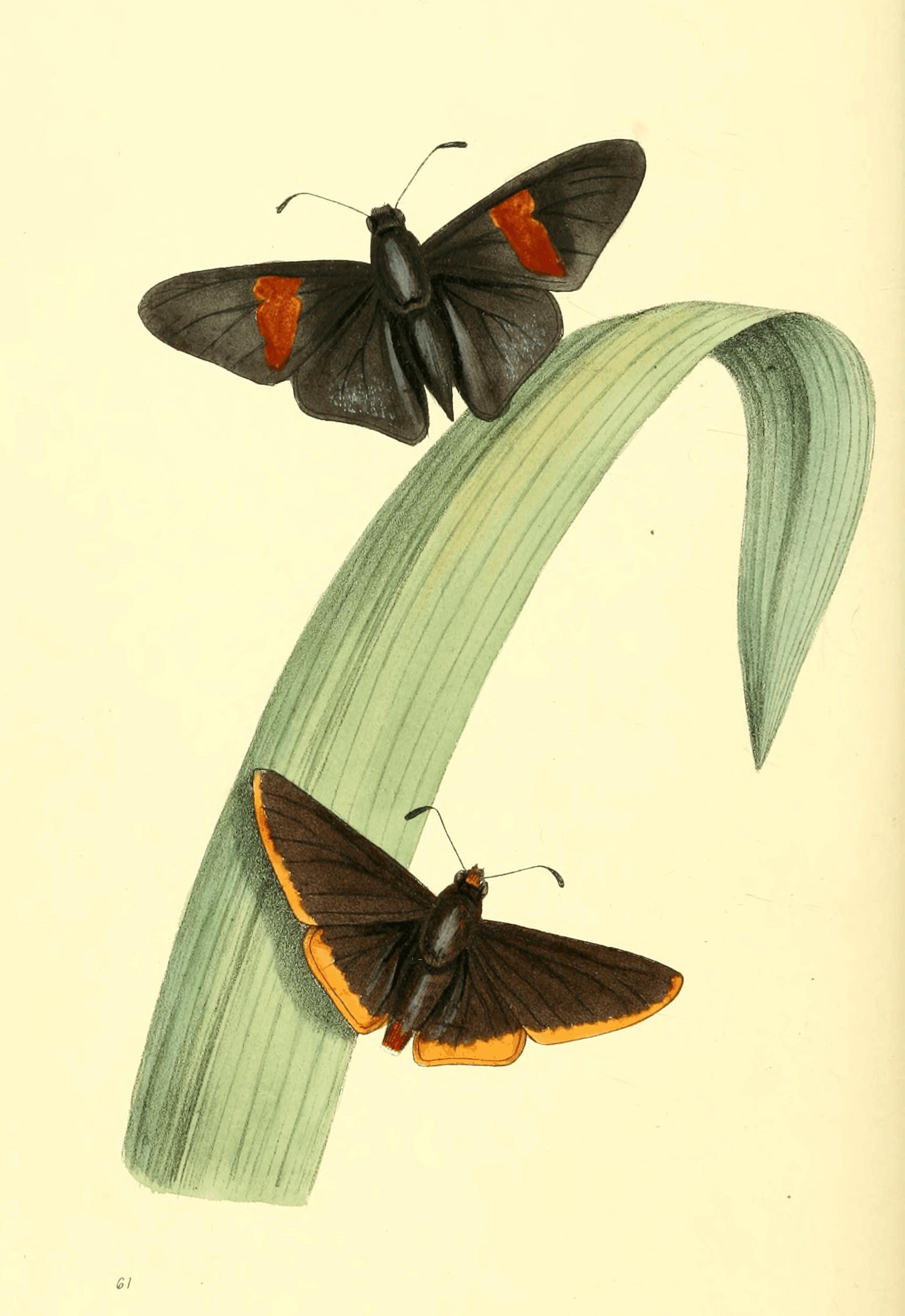 Plate 61.