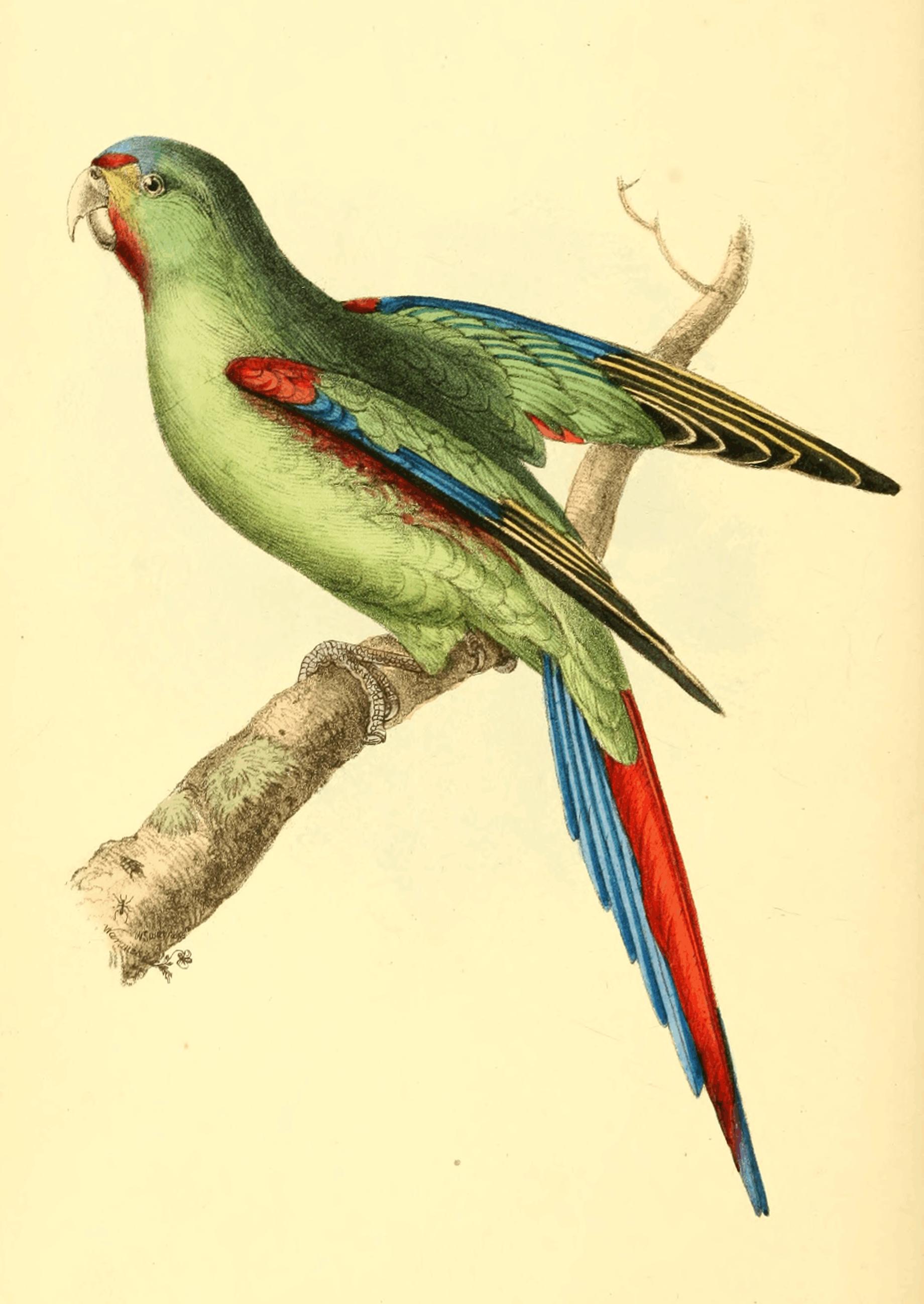 Plate 62.