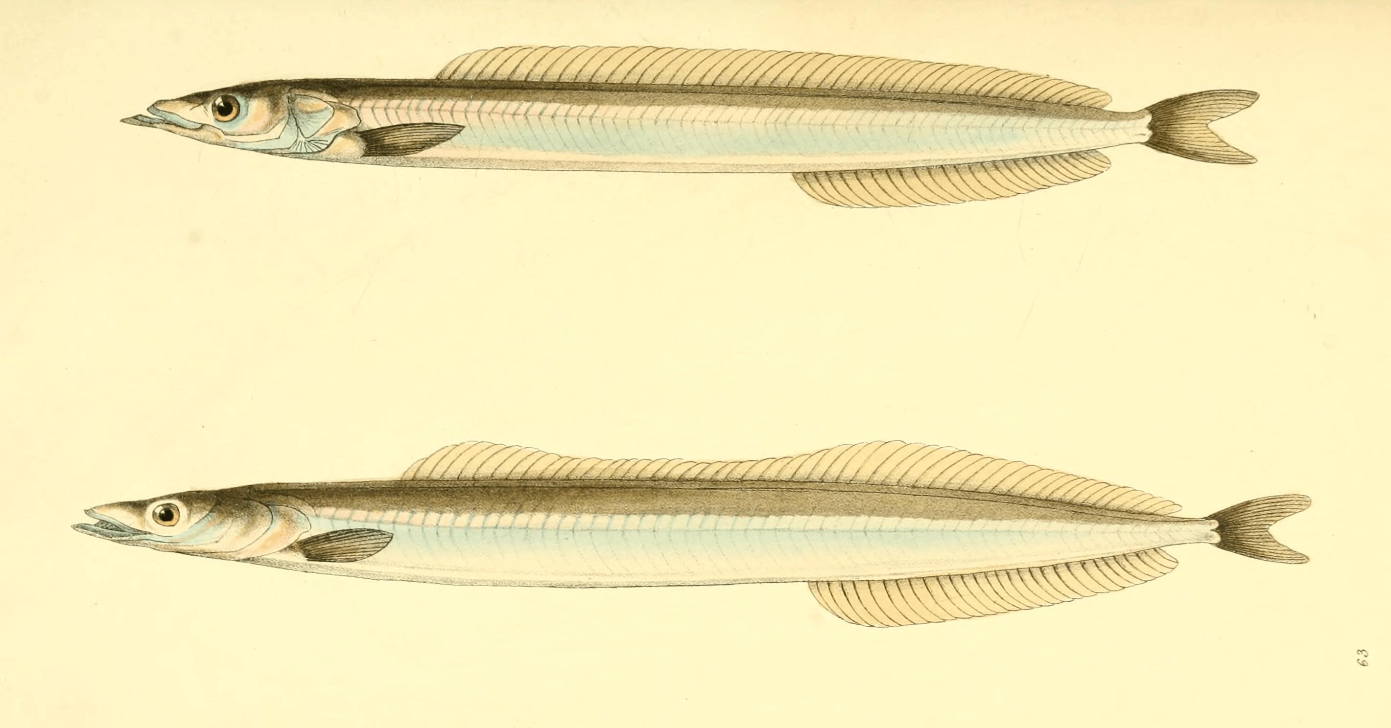 Plate 63.
