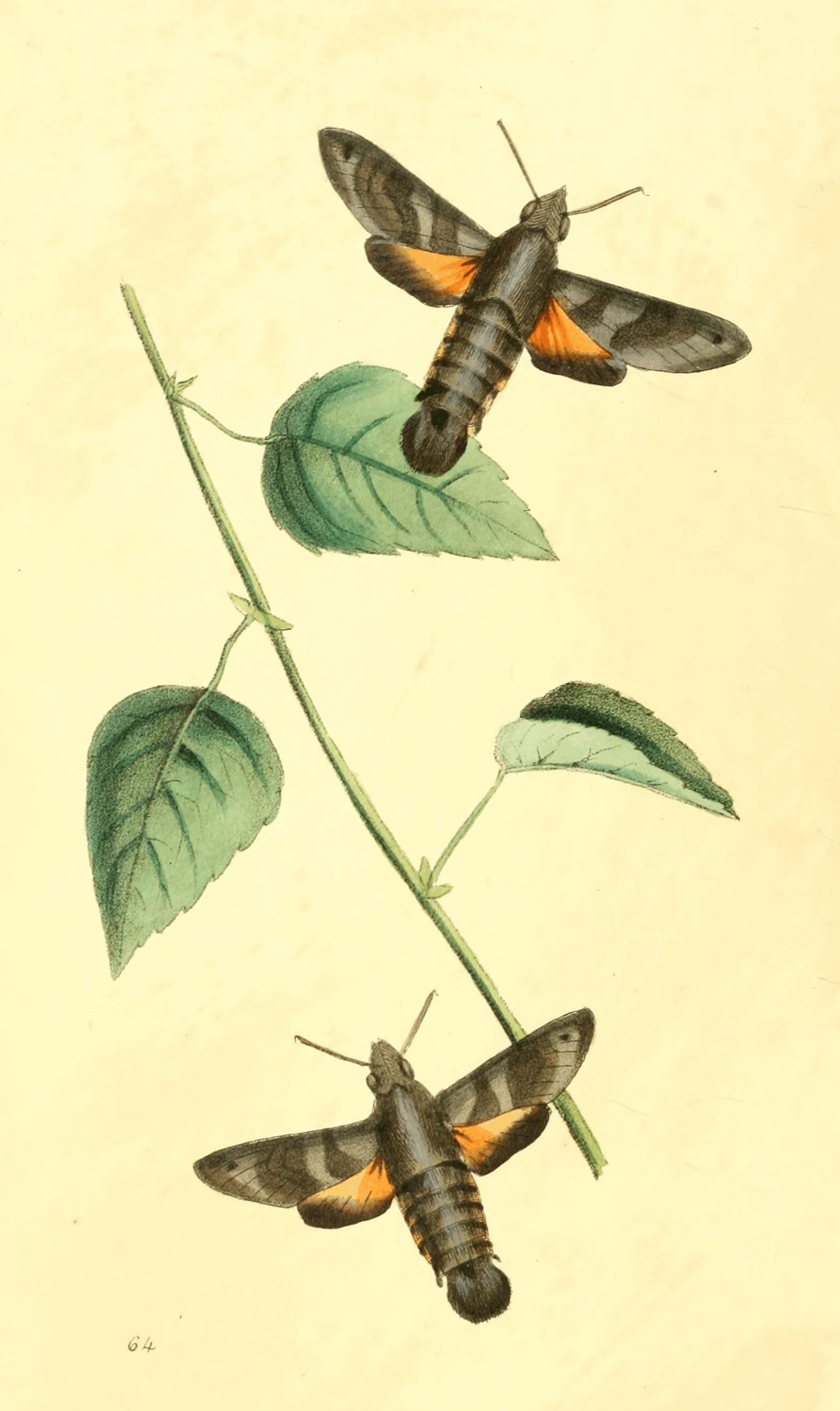 Plate 64.
