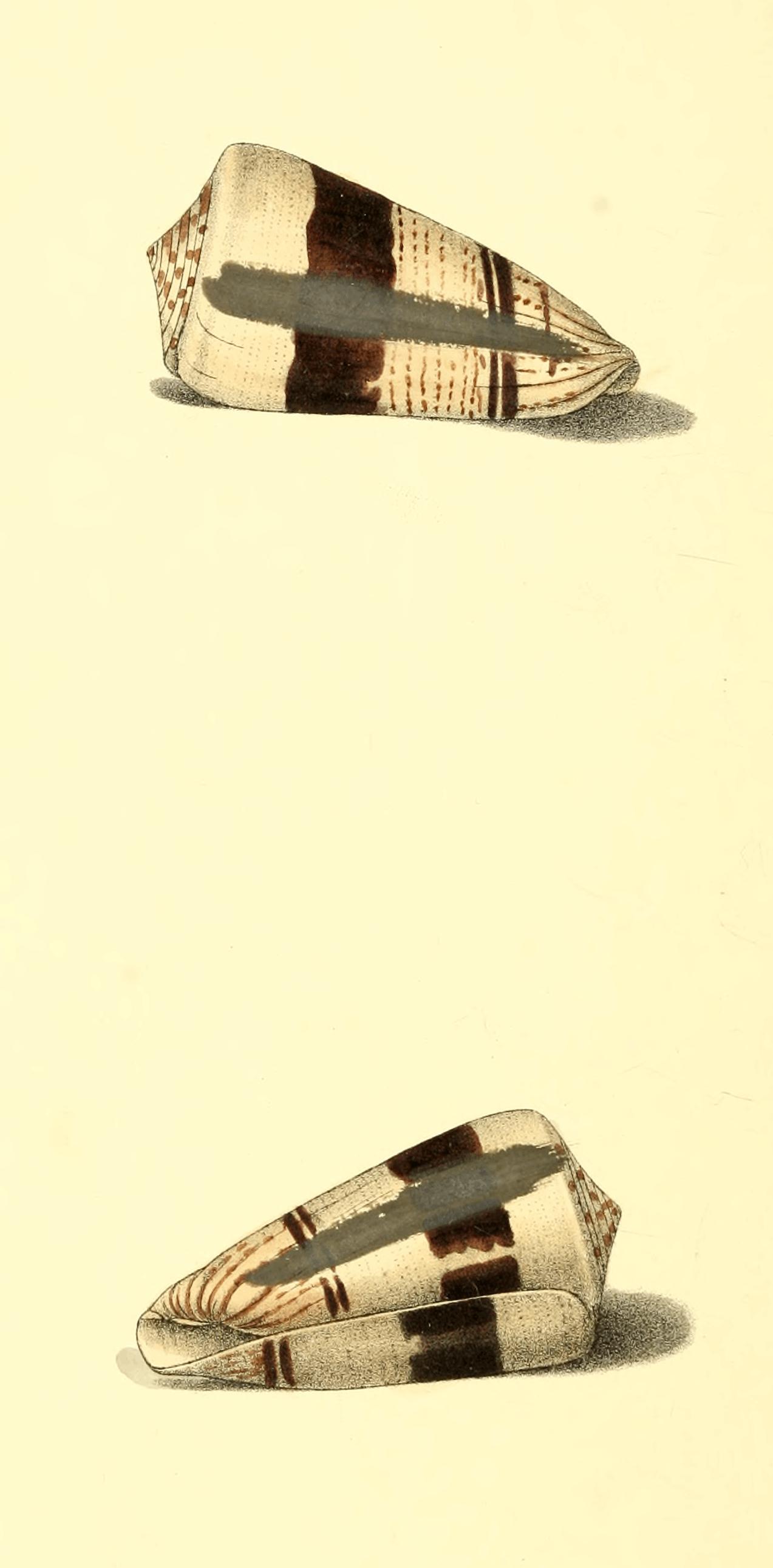 Plate 65.