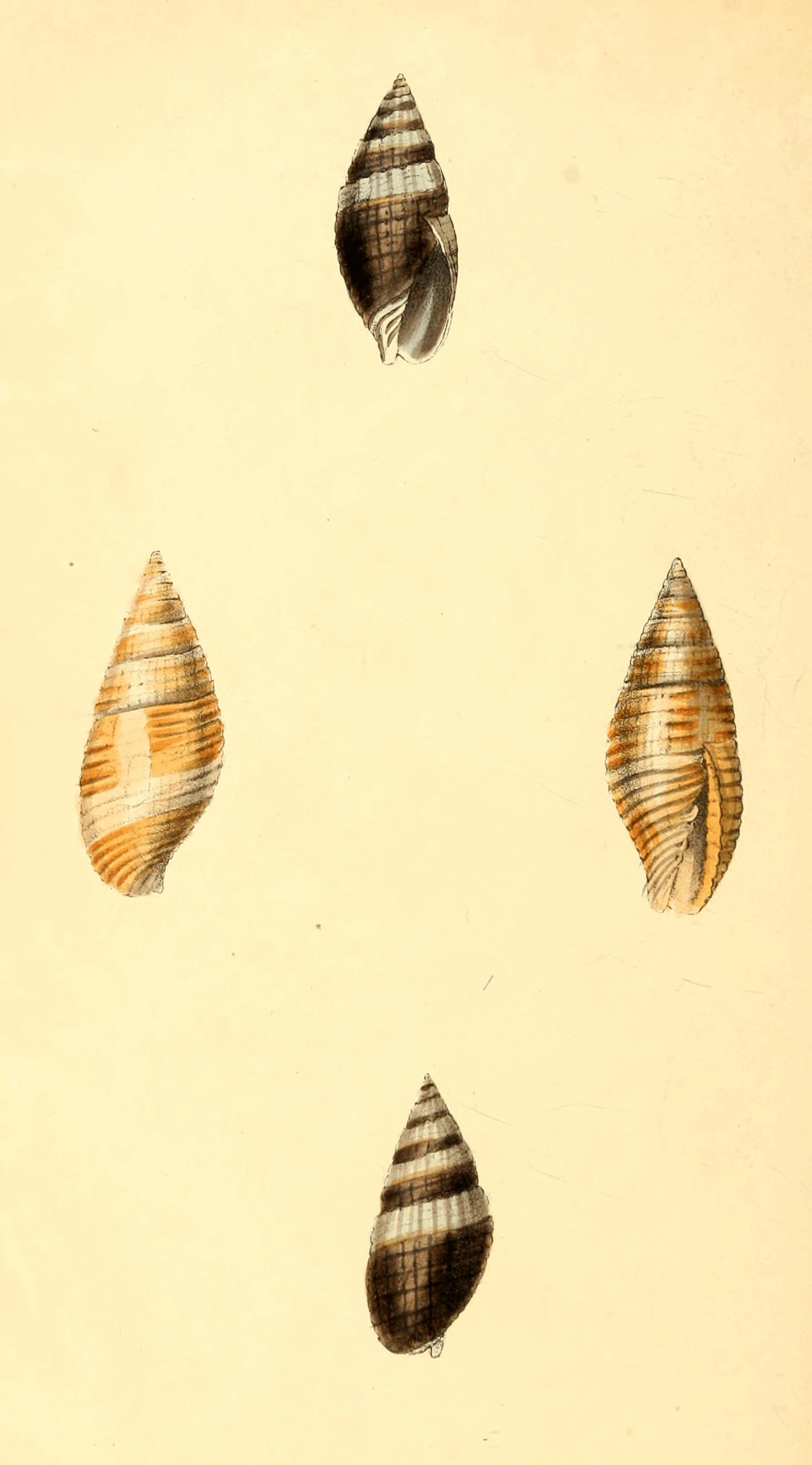 Plate 66.