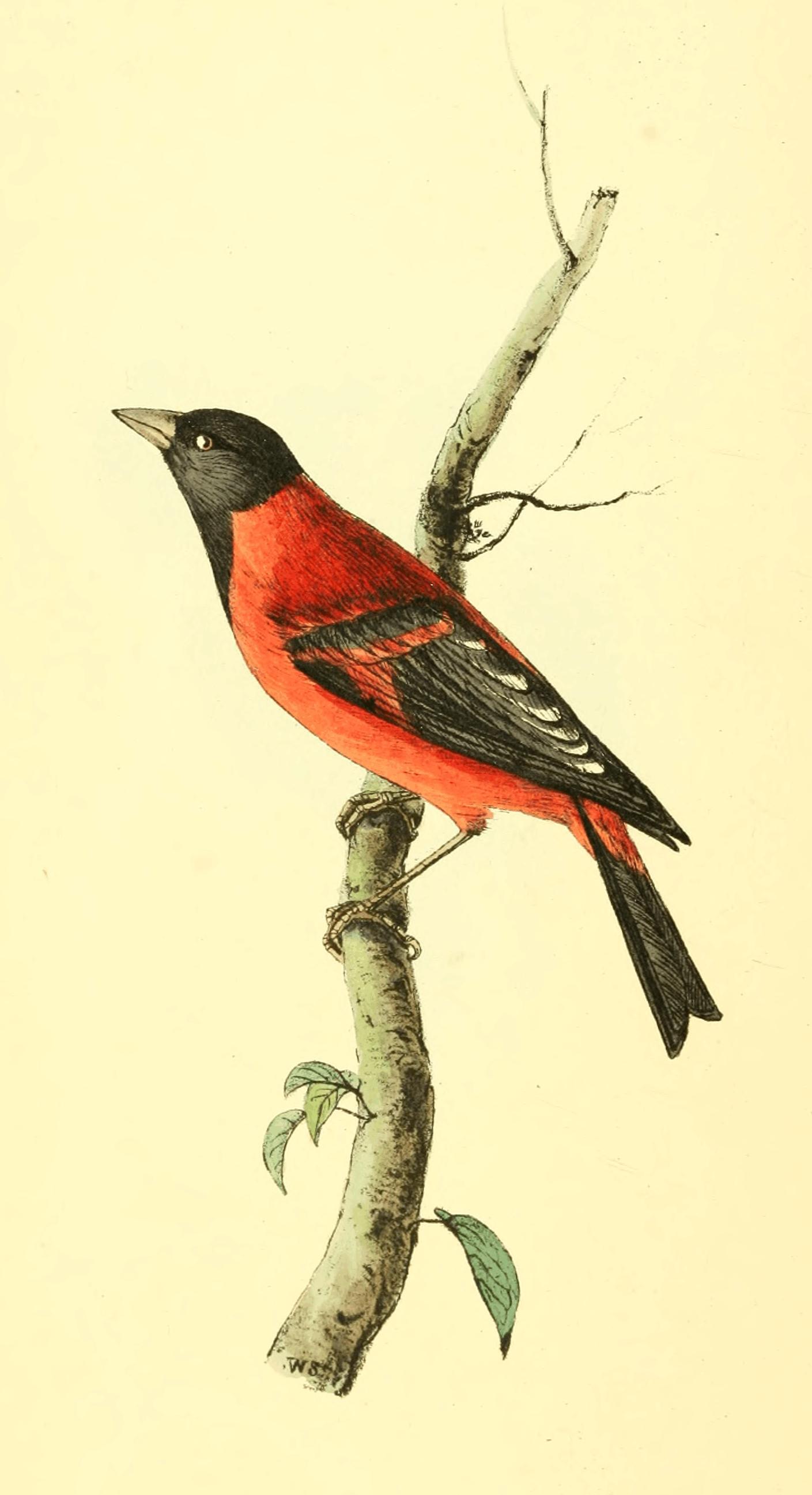 Plate 7.