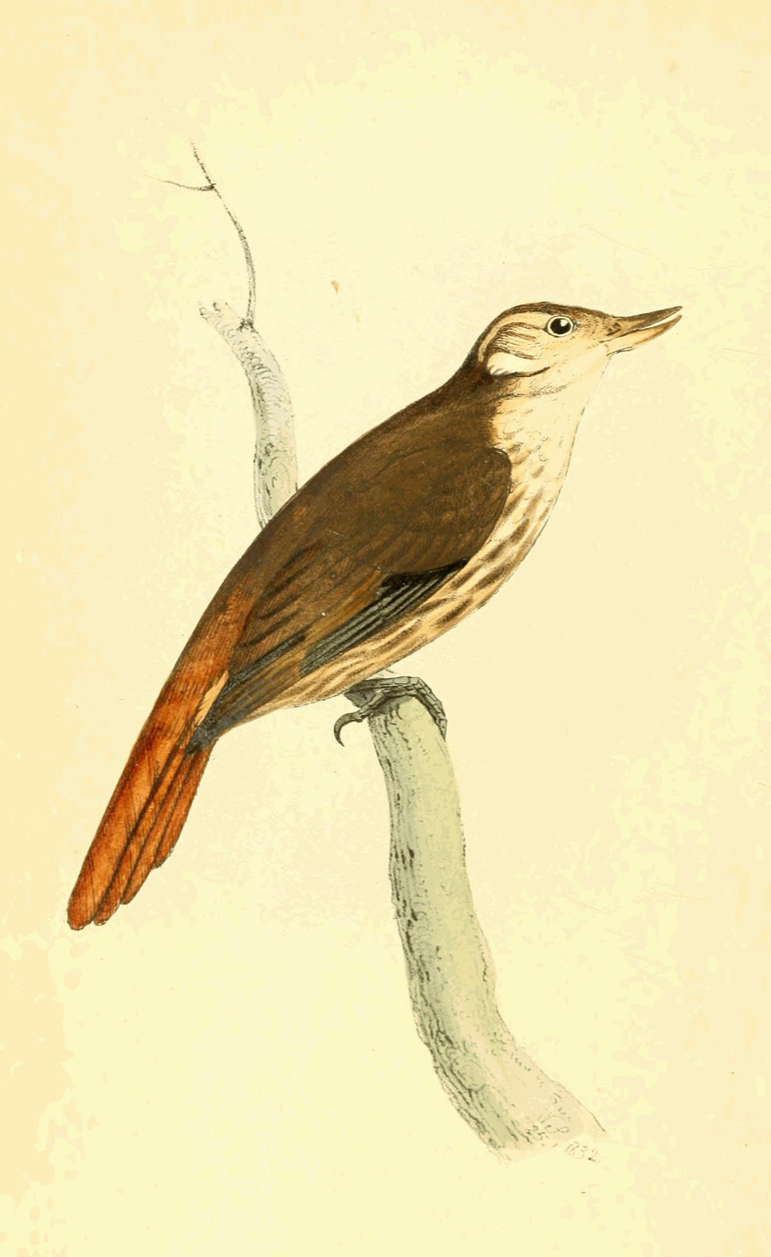 Plate 100.