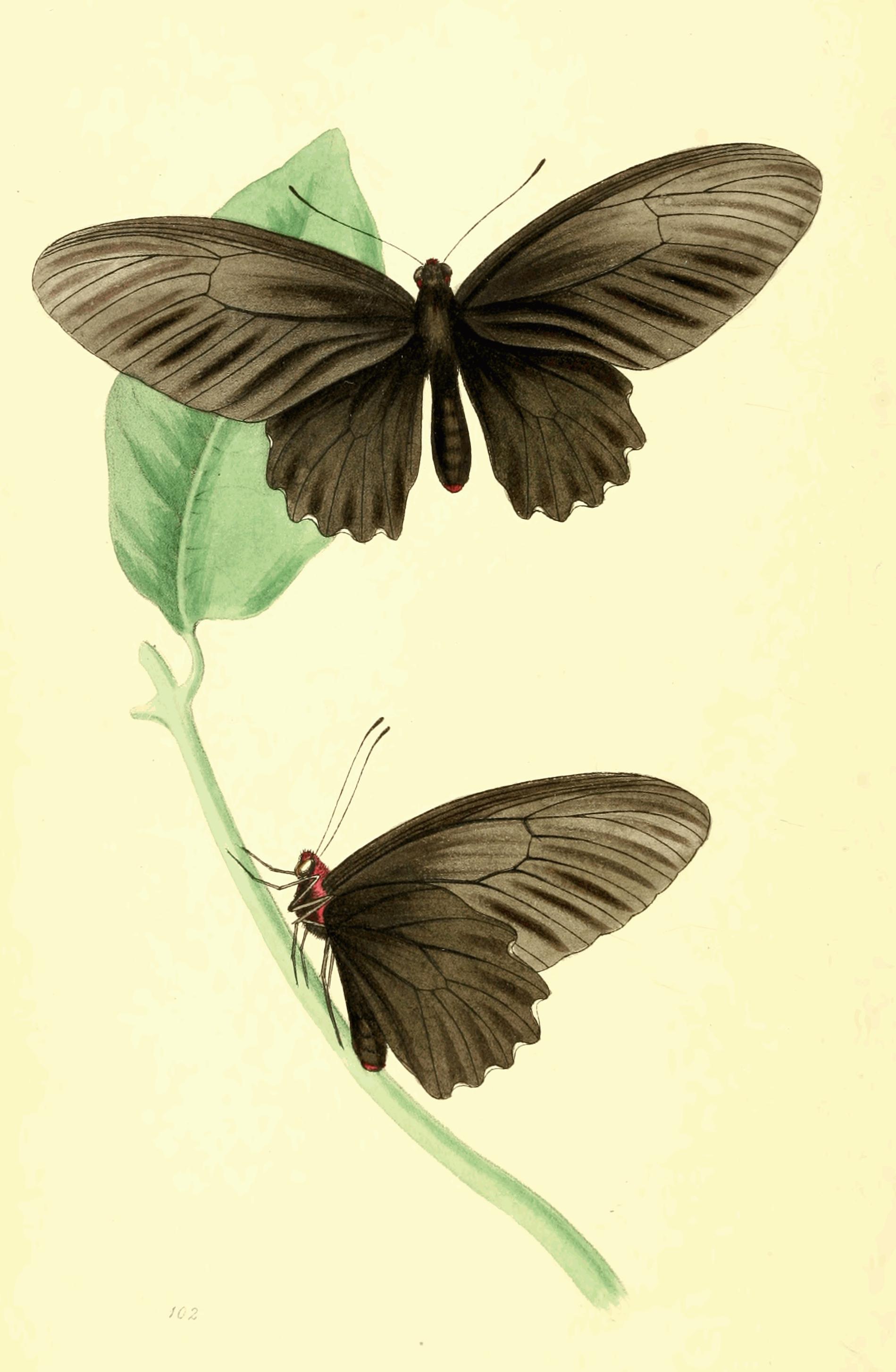 Plate 102.