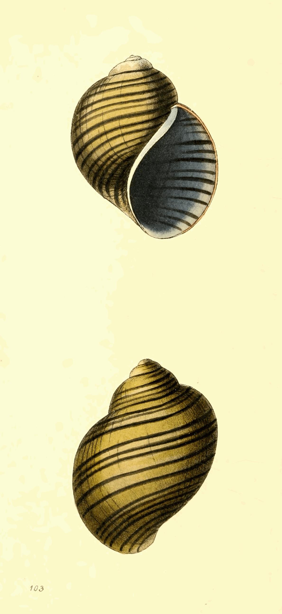Plate 103.