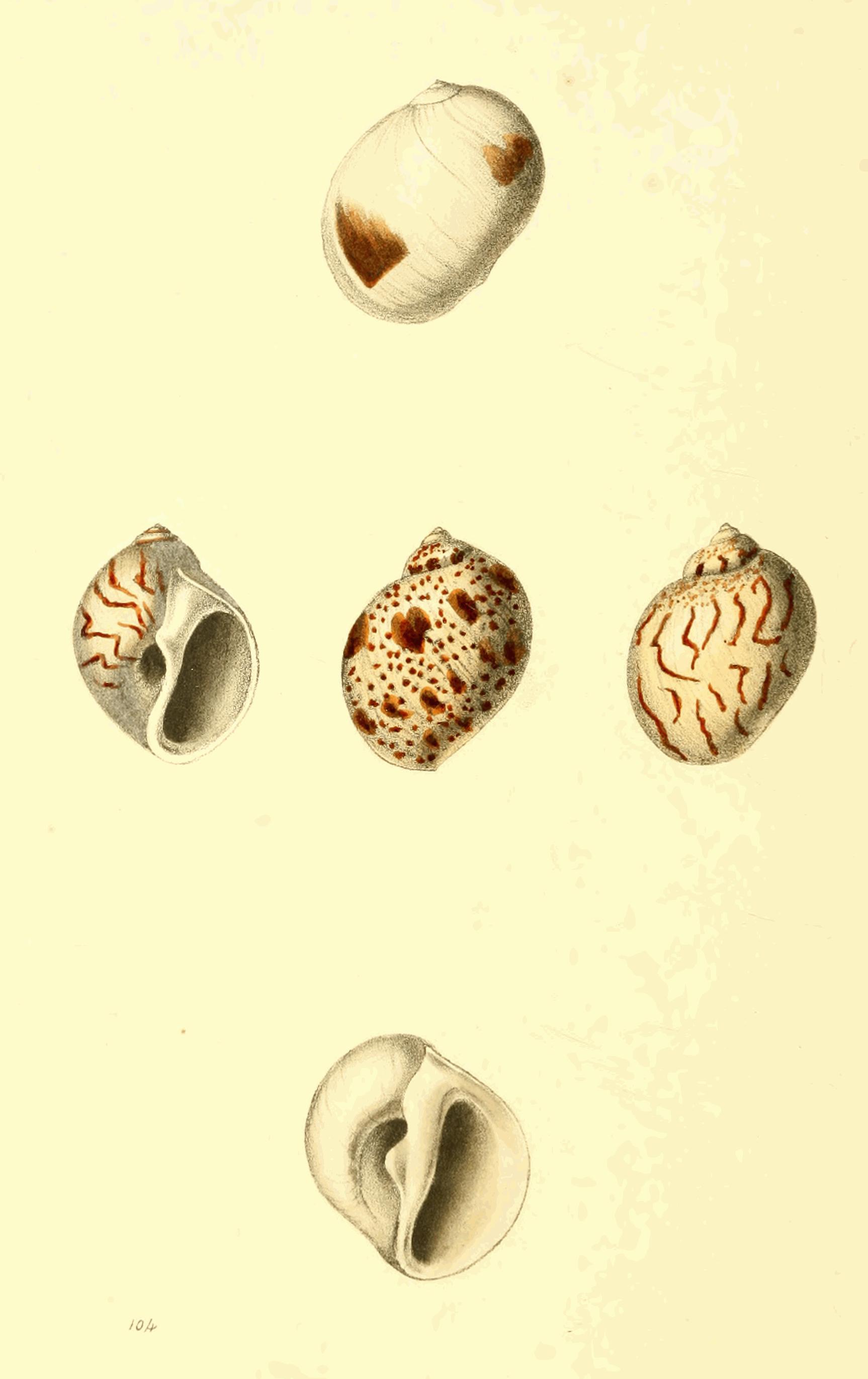 Plate 104.
