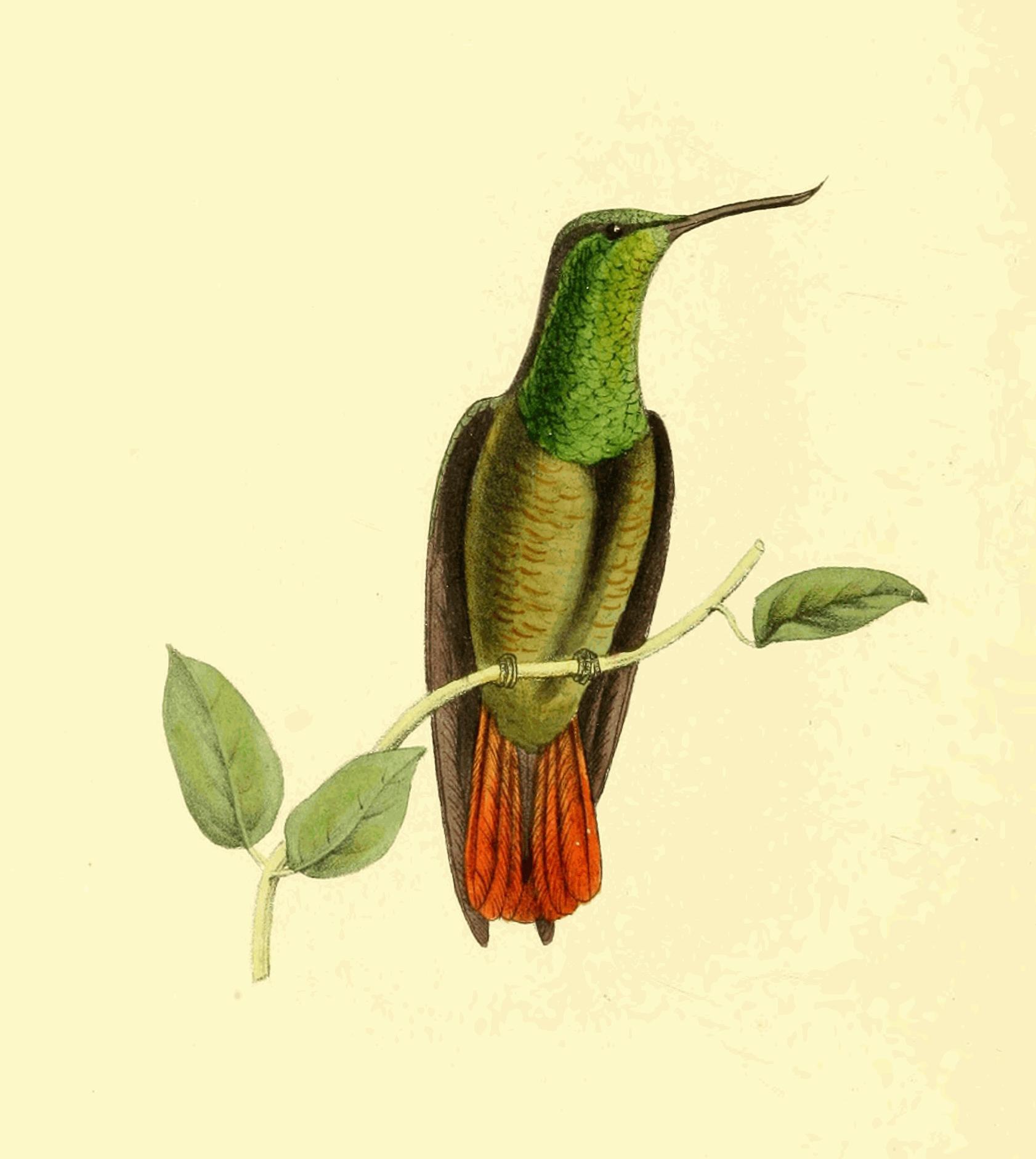 Plate 105.
