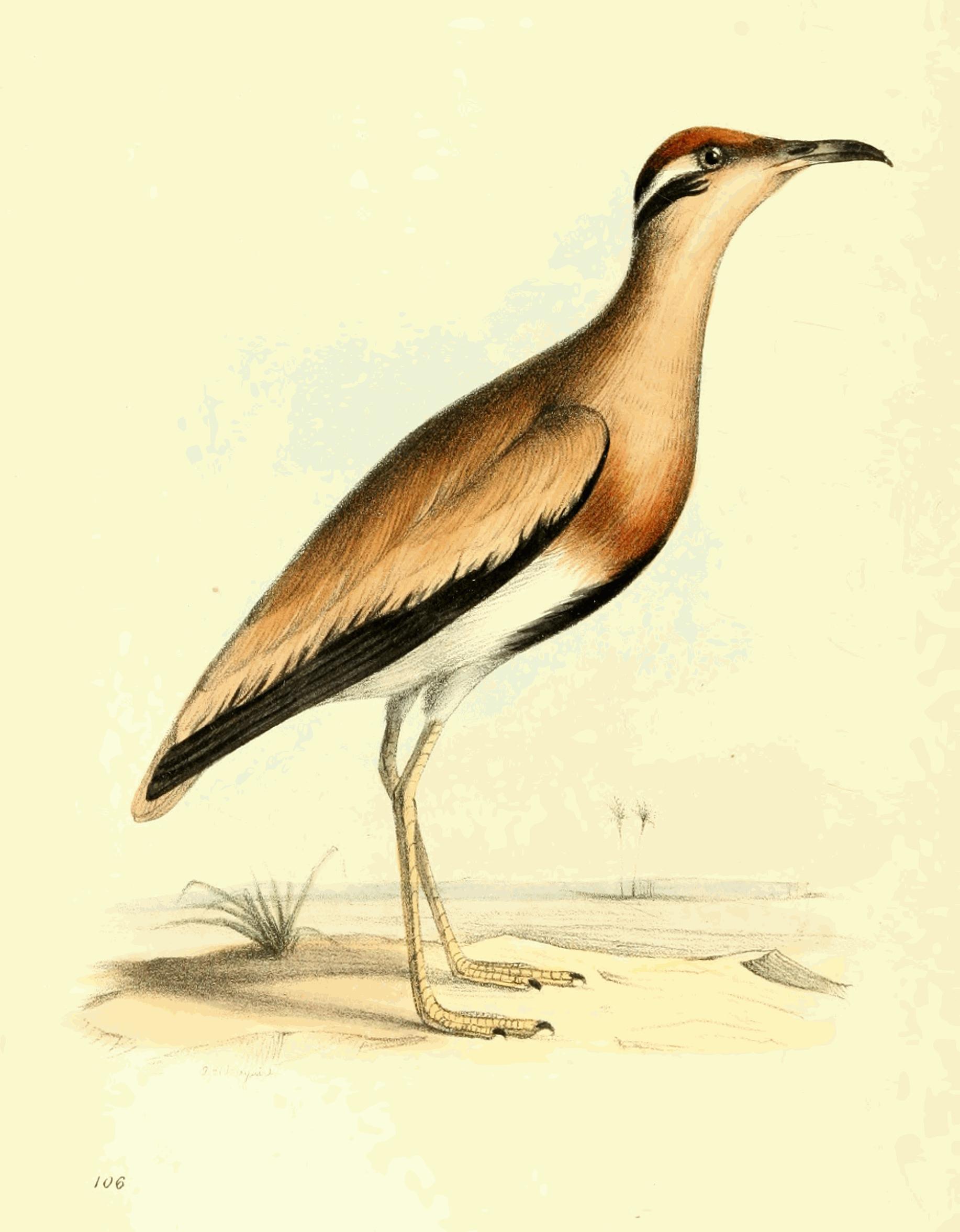 Plate 106.