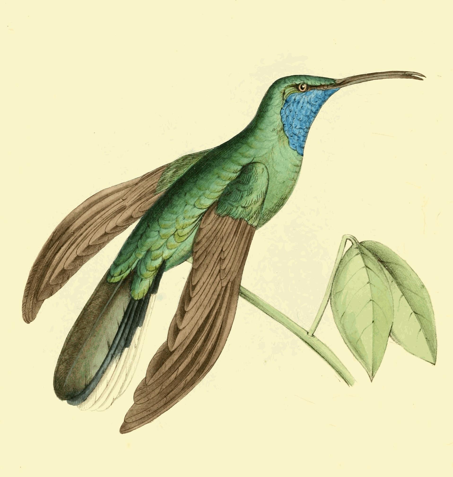 Plate 107.