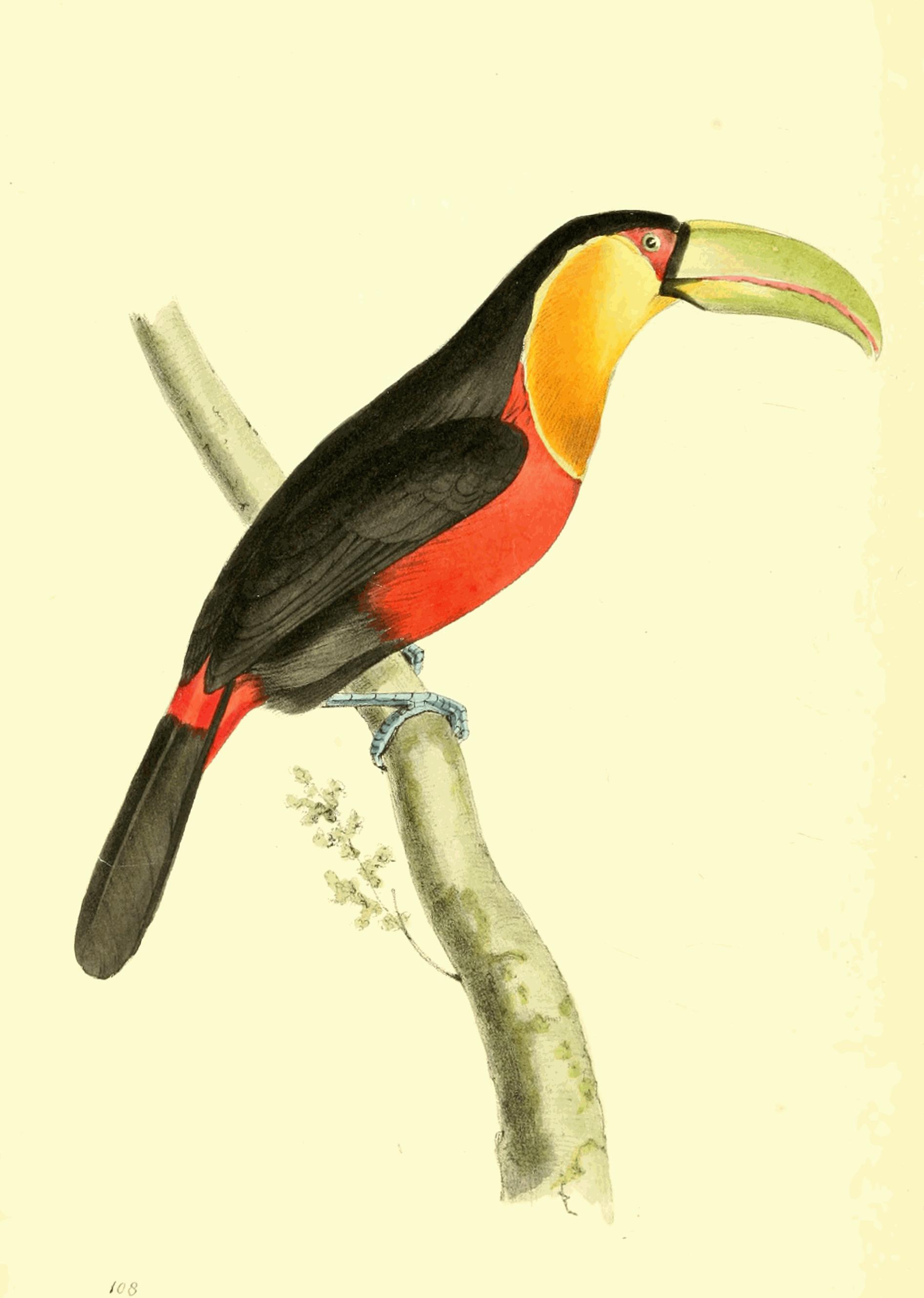 Plate 108.