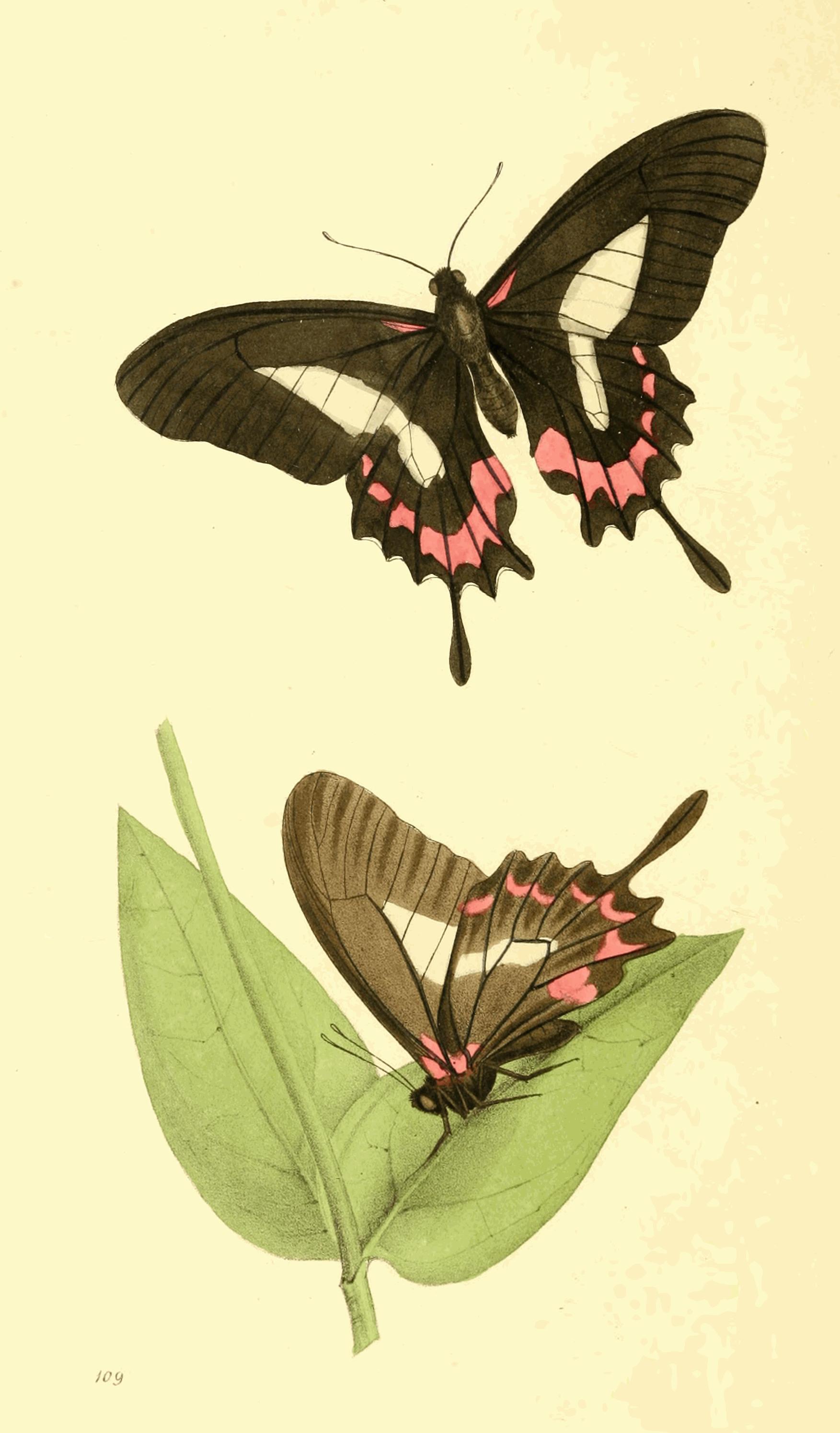 Plate 109.