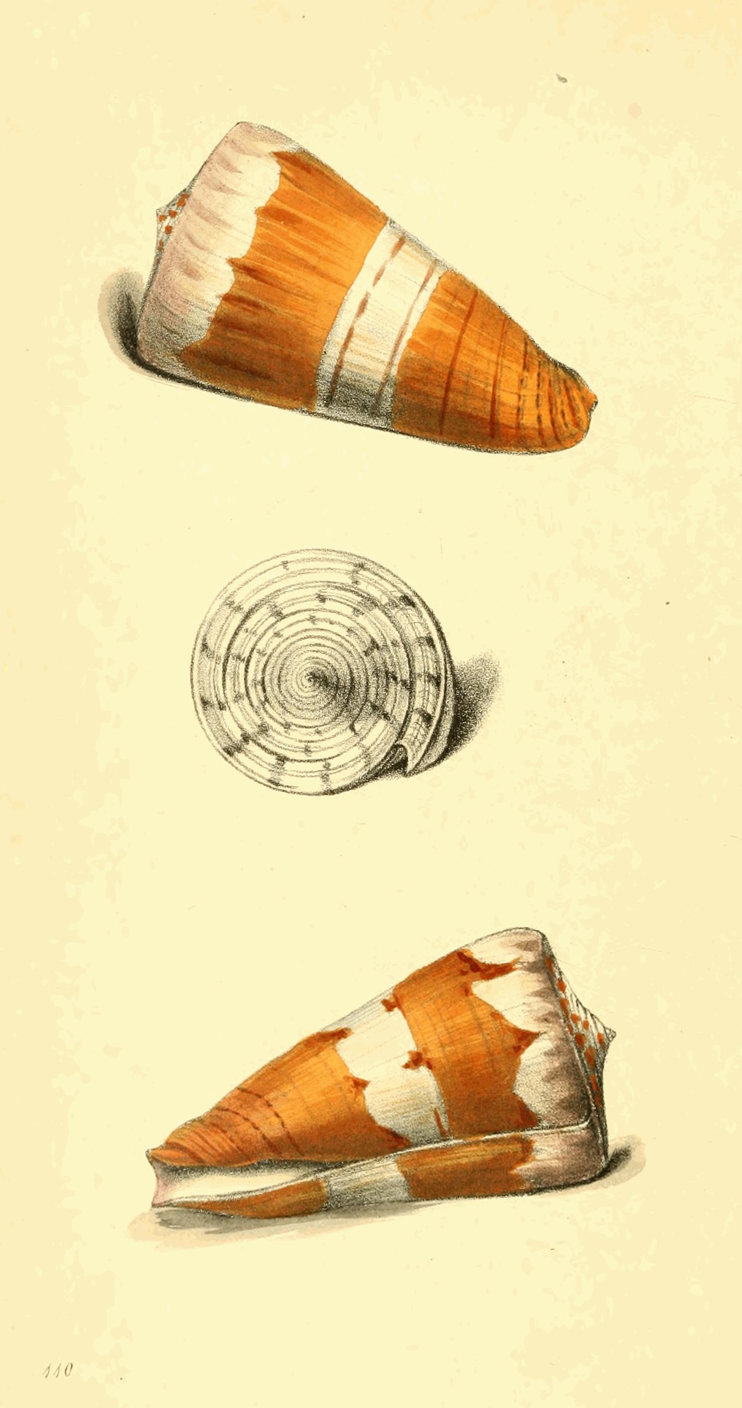 Plate 110.