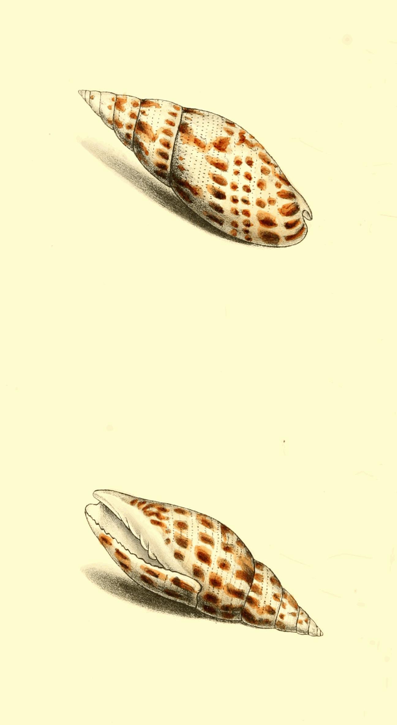 Plate 113.
