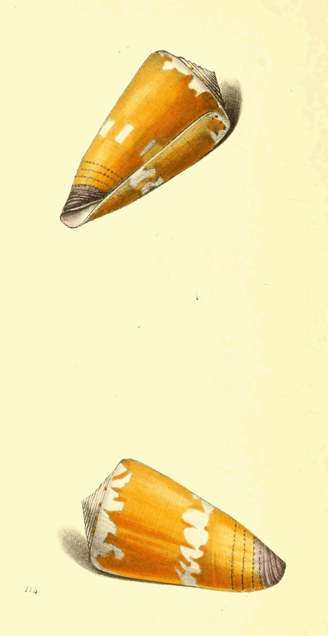 Plate 114.