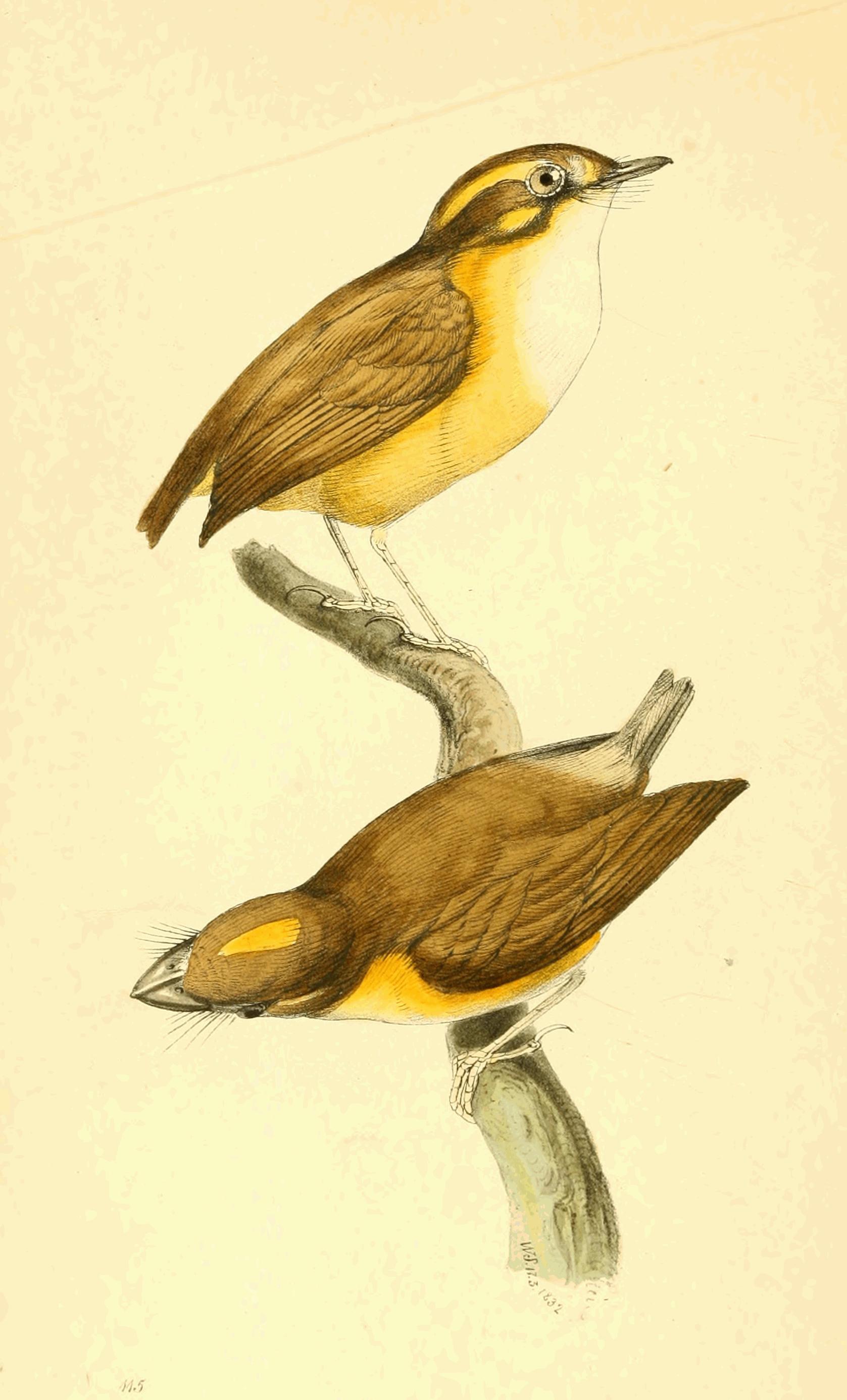Plate 115.