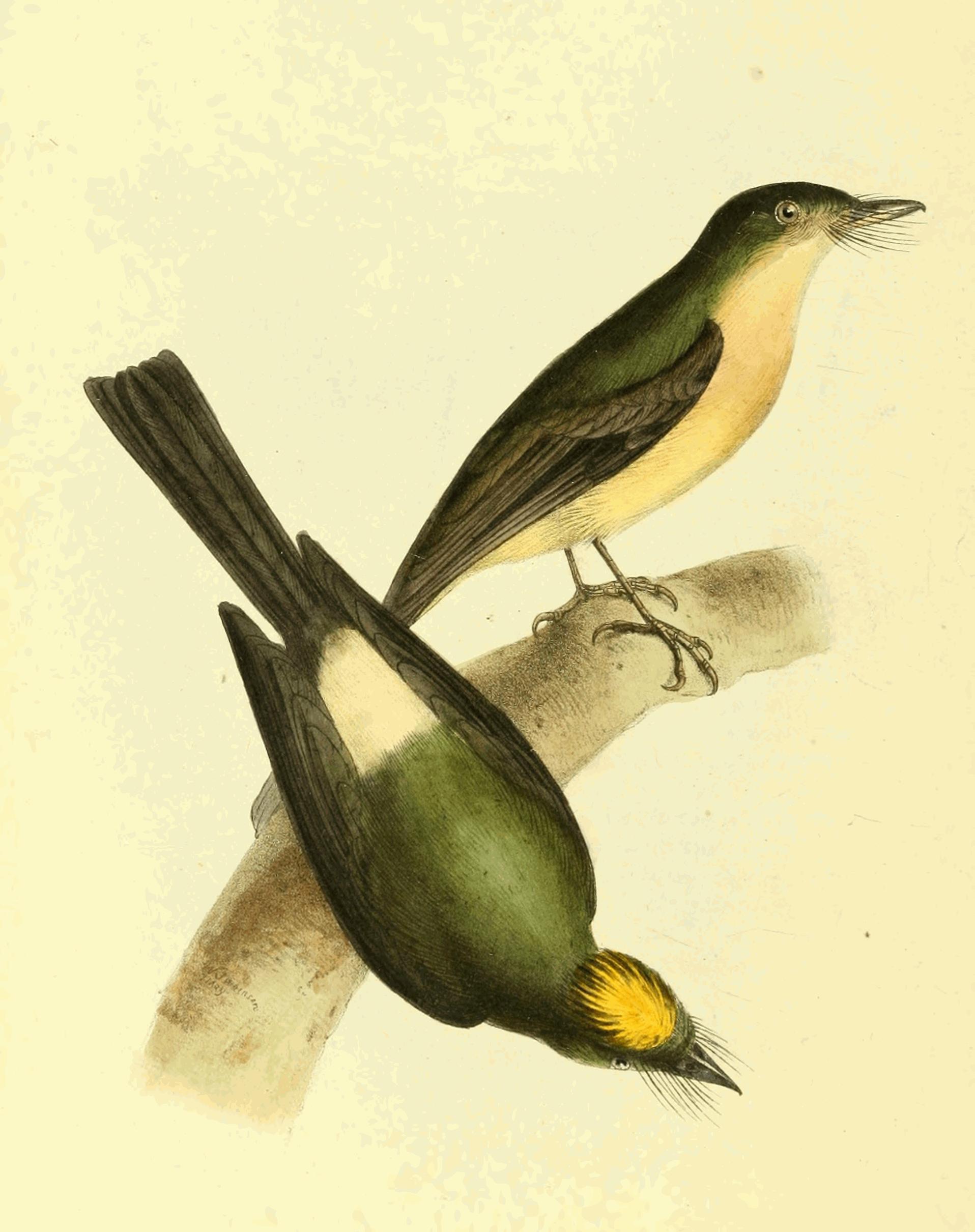 Plate 116.
