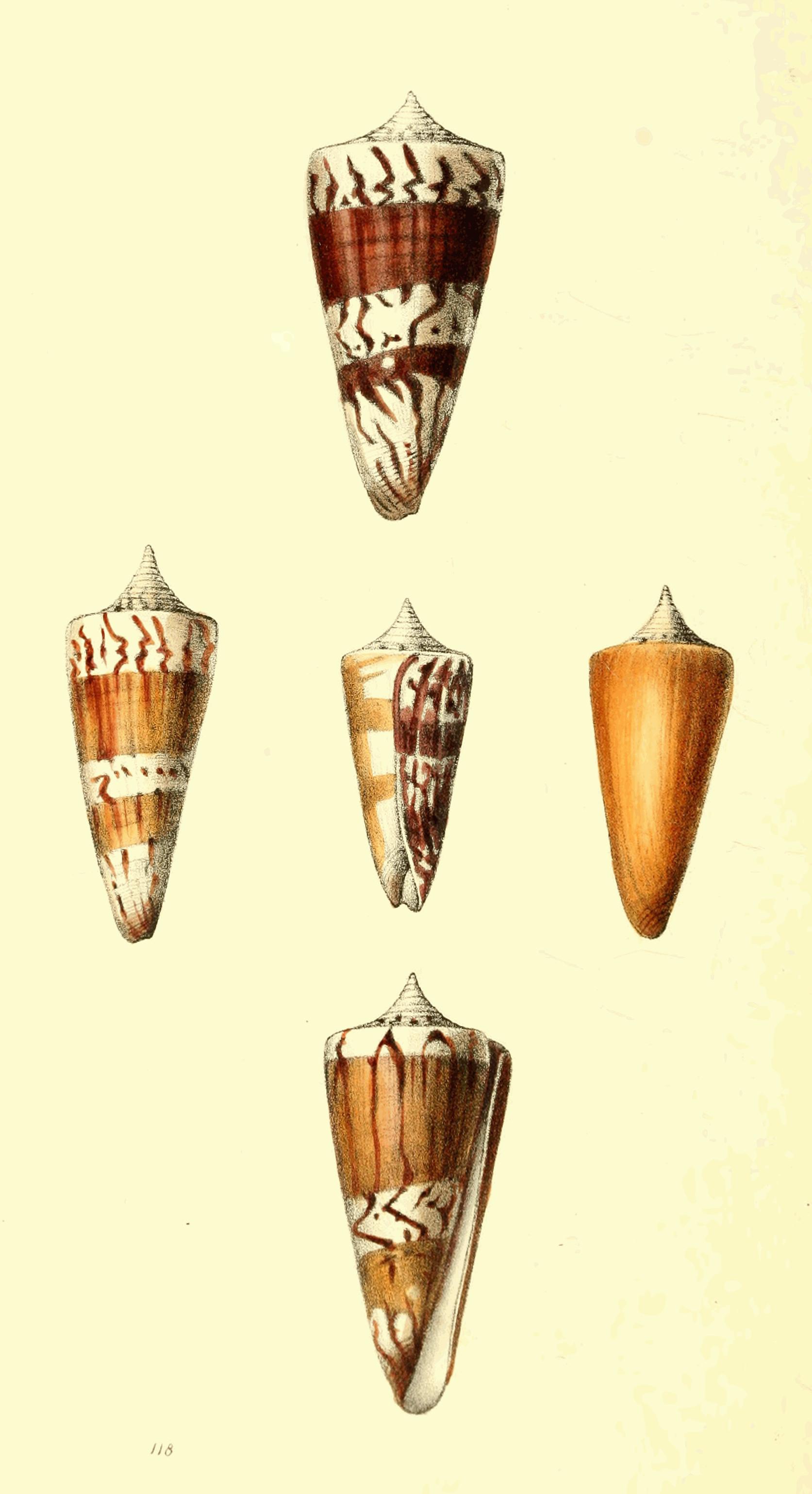 Plate 118.