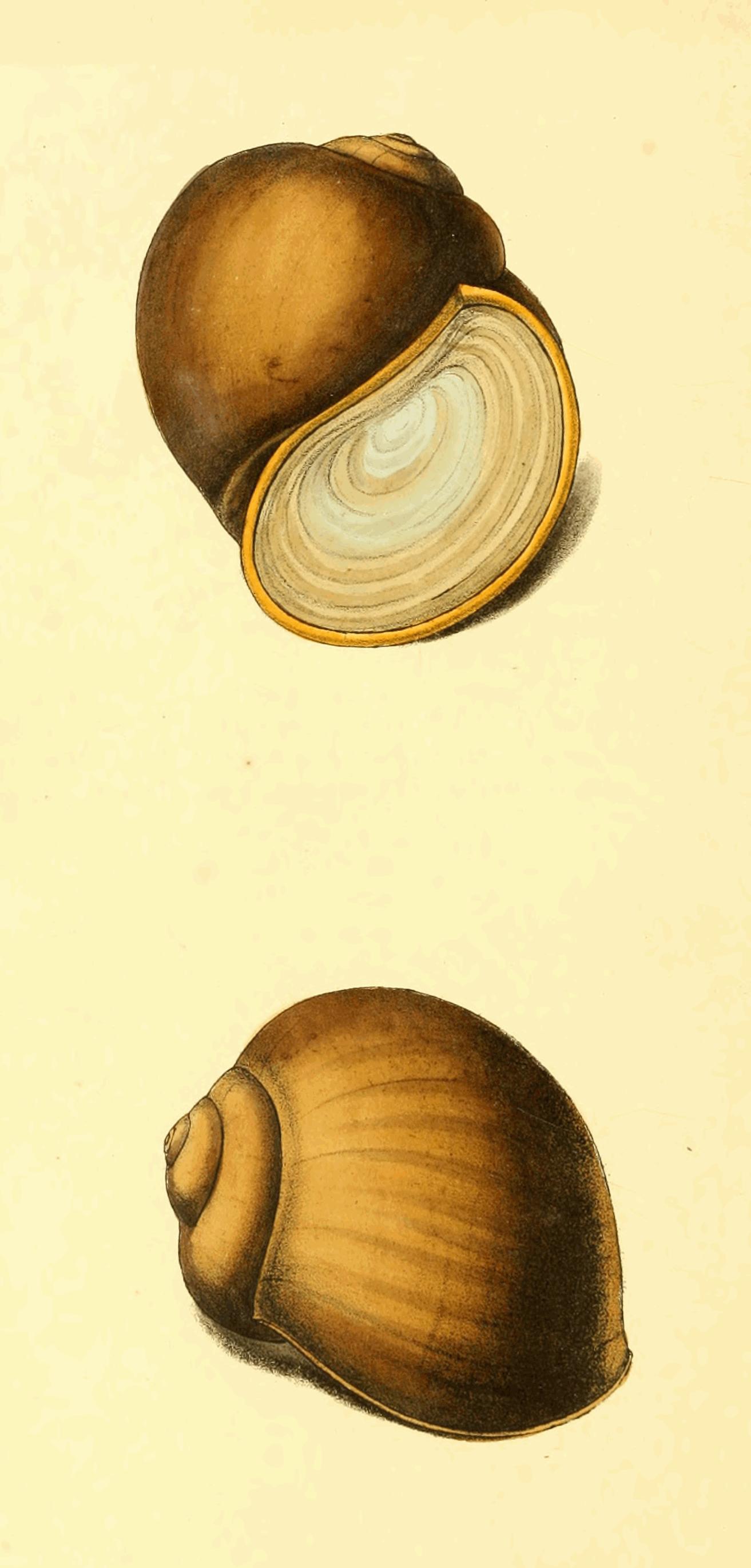 Plate 119.
