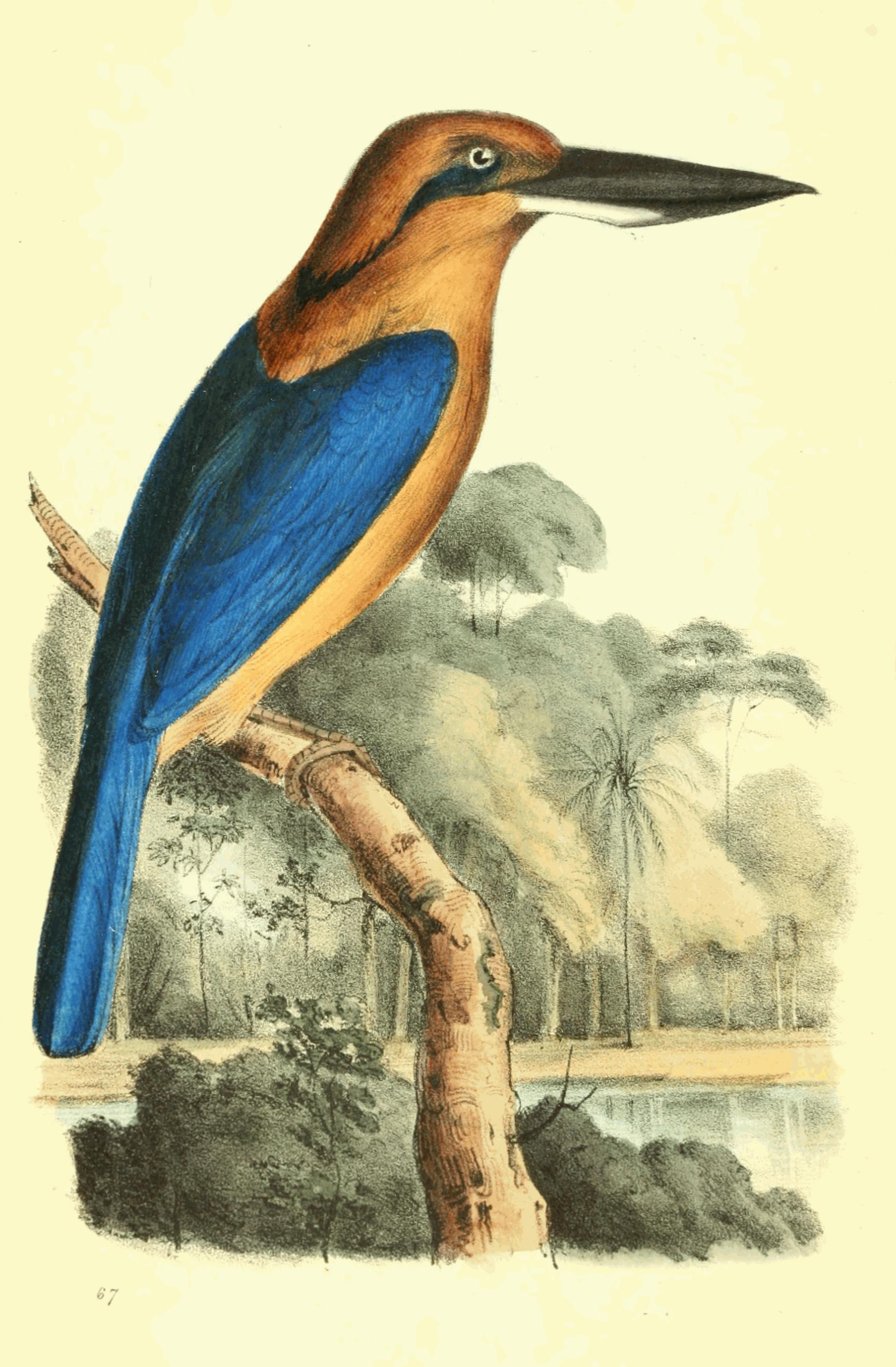 Plate 67.
