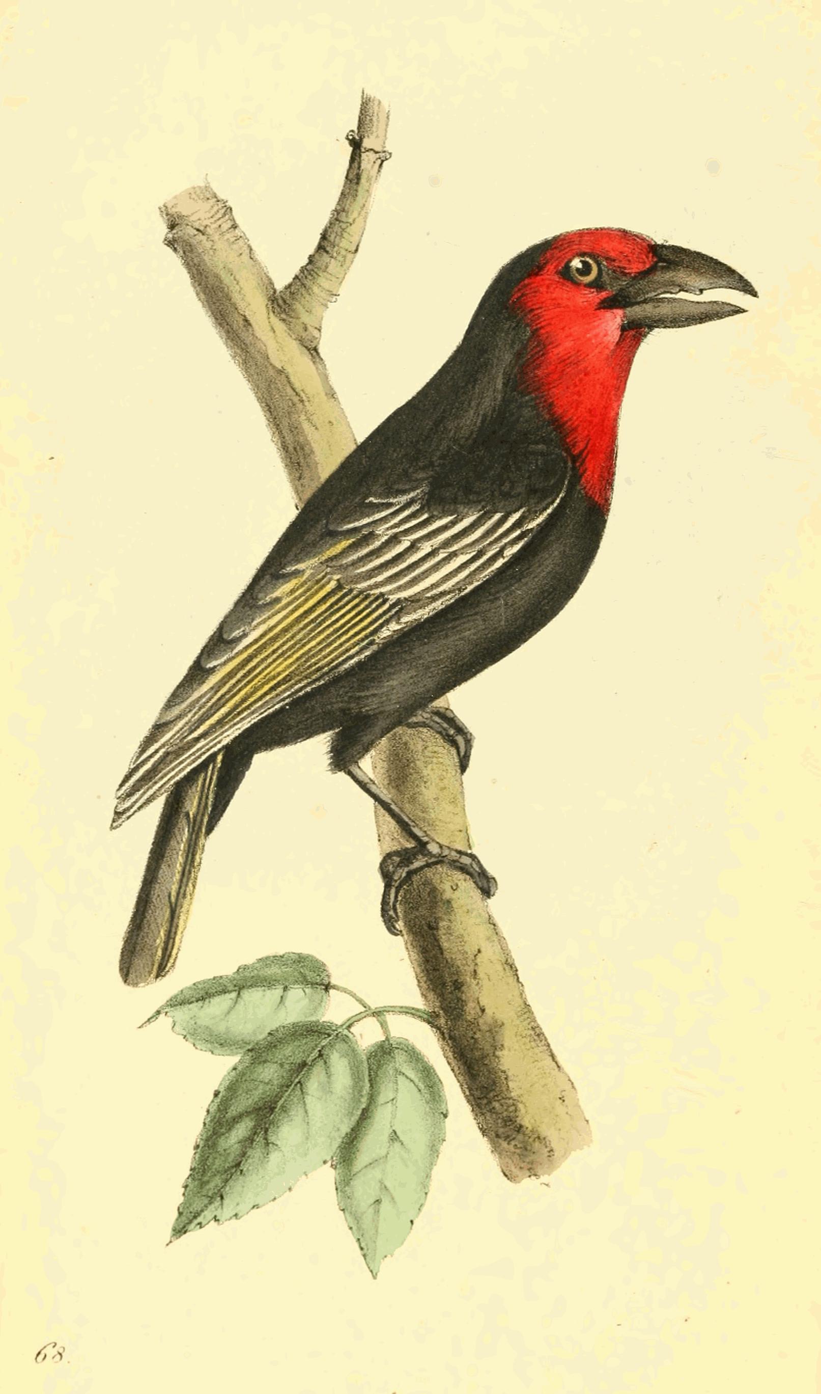 Plate 68.