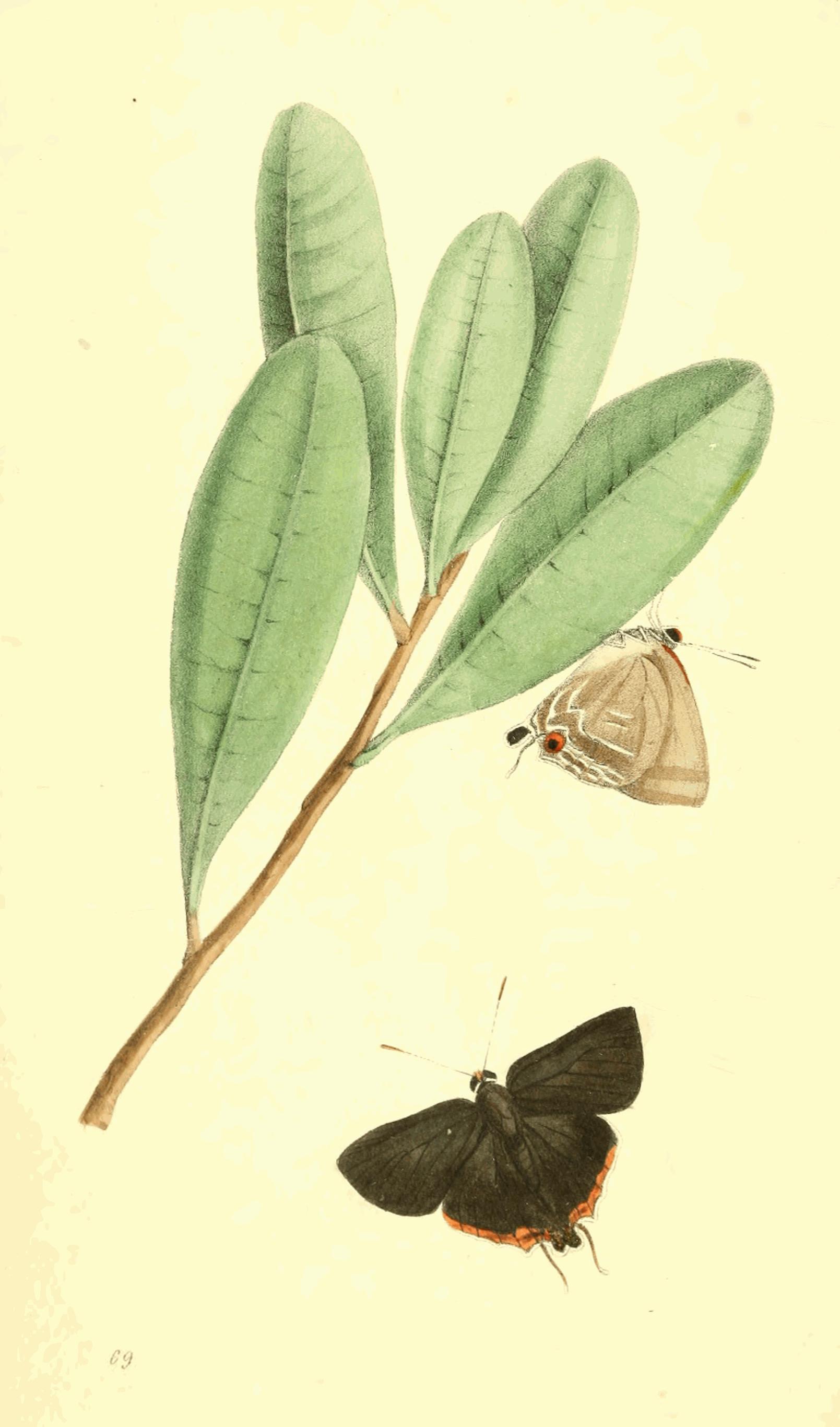 Plate 69.