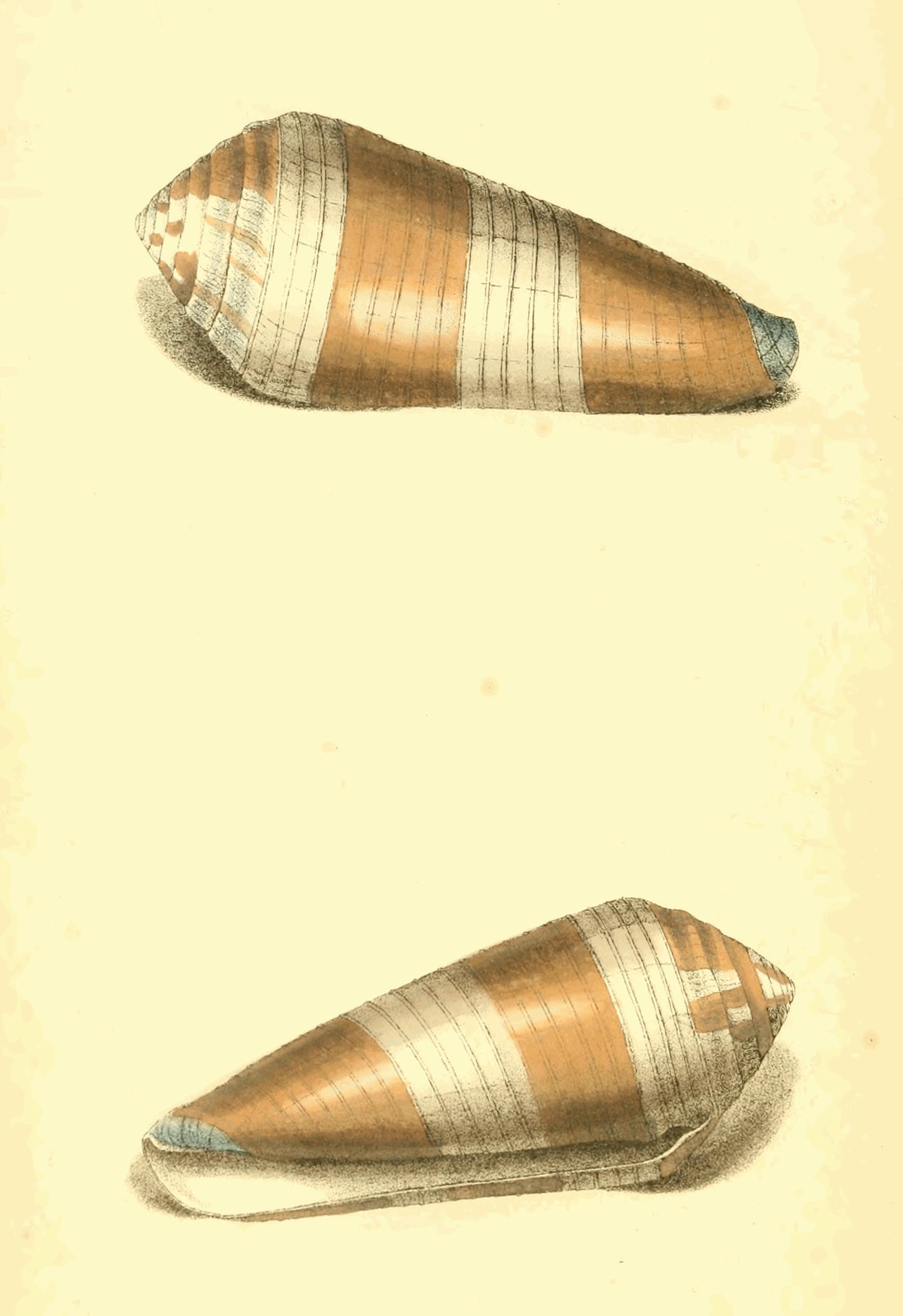 Plate 70.