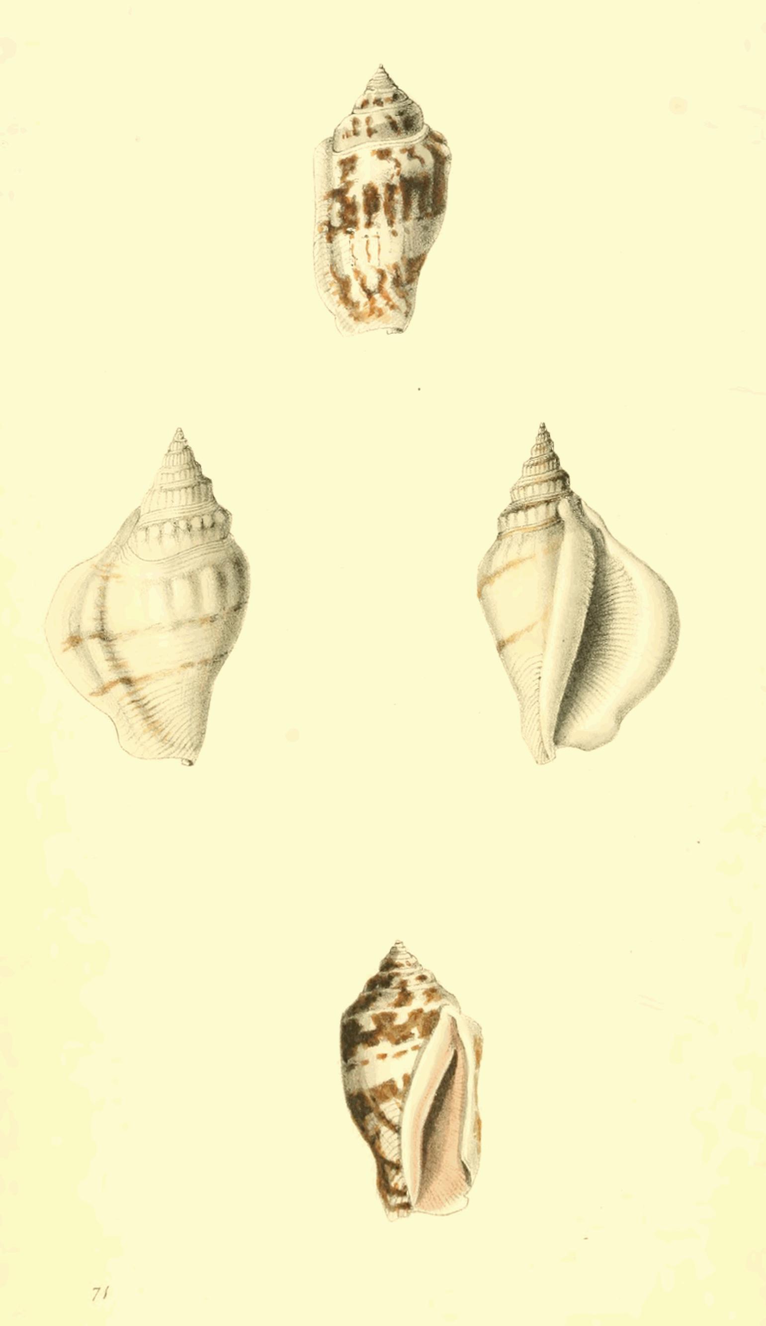 Plate 71.
