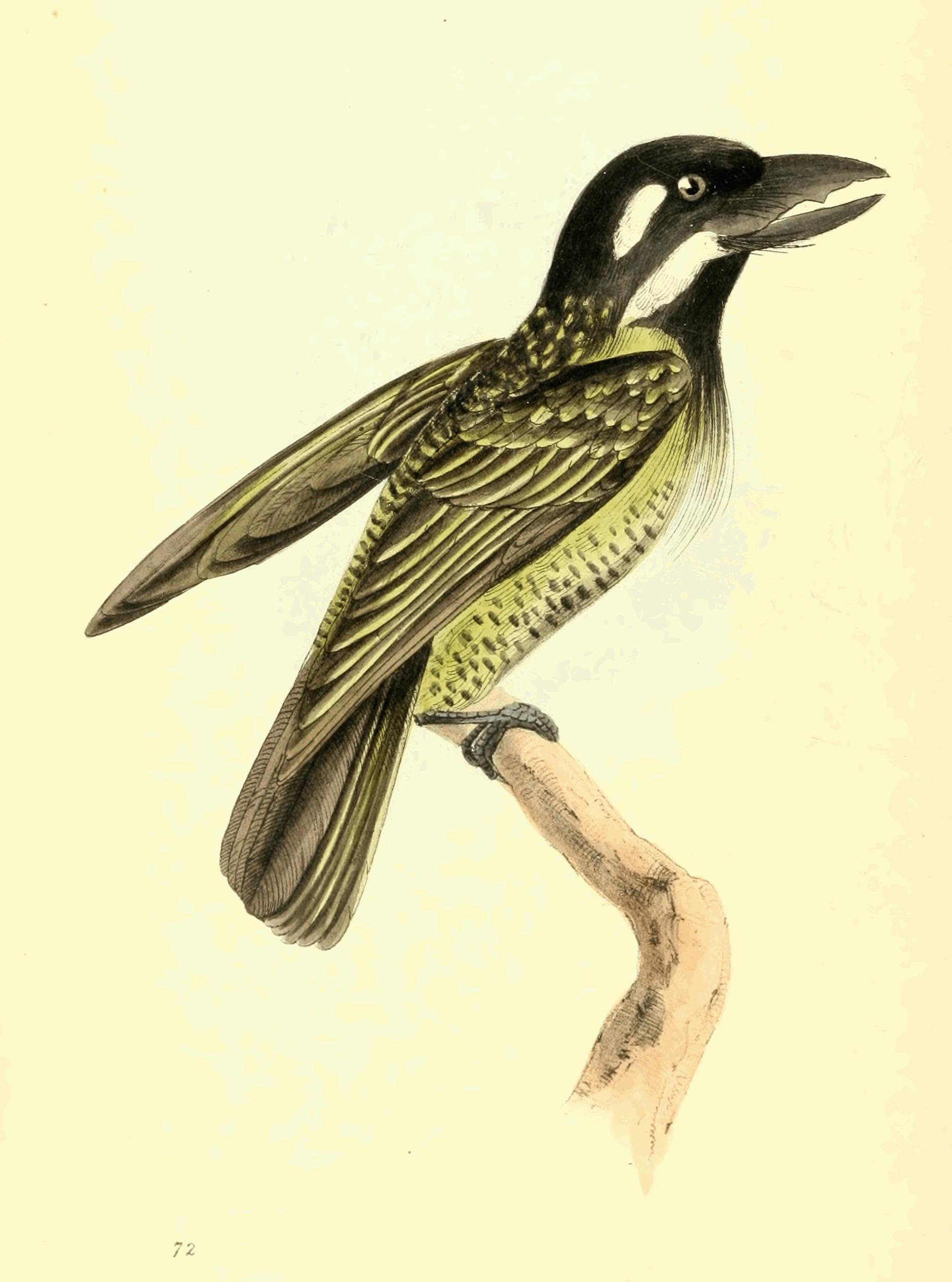 Plate 72.