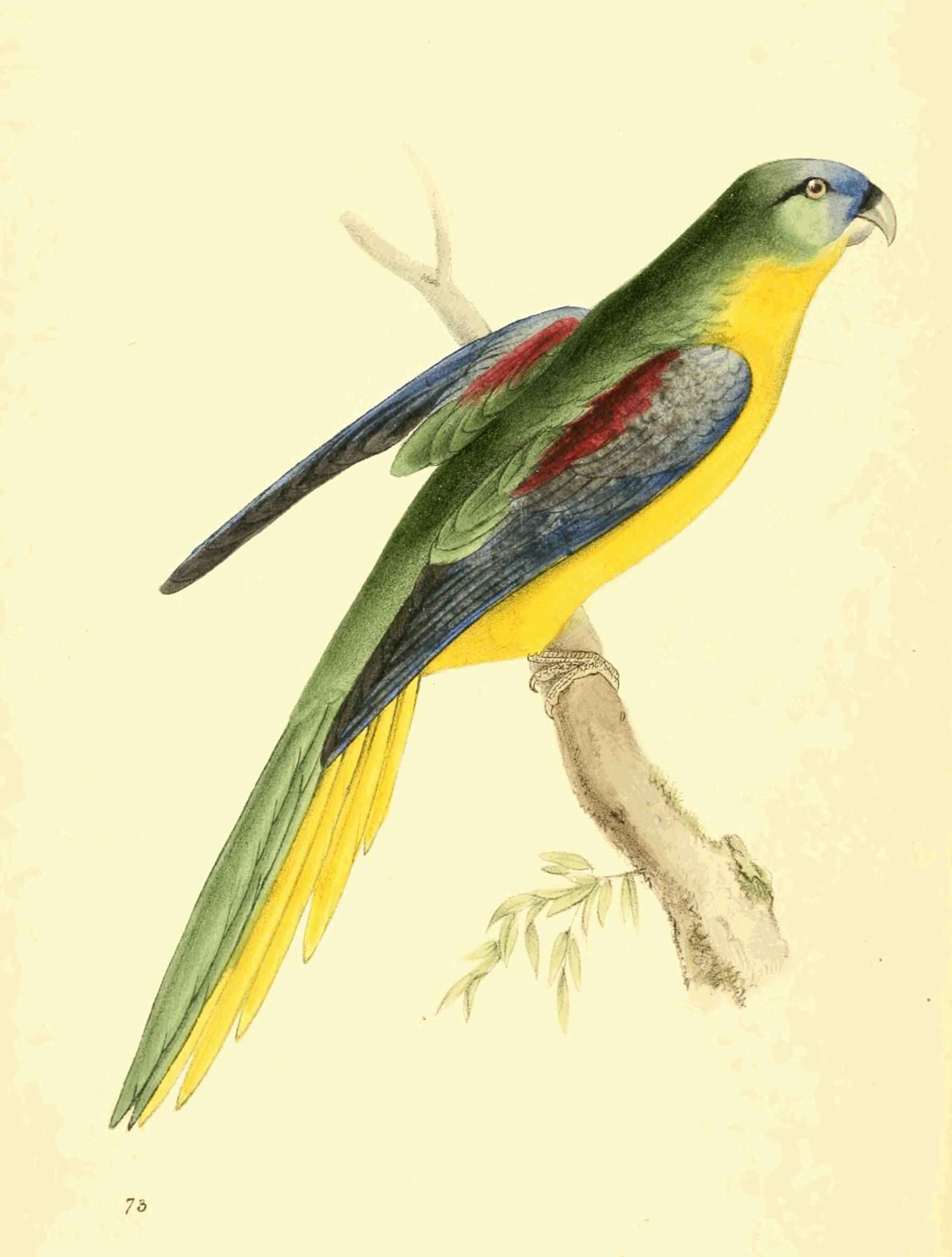 Plate 73.