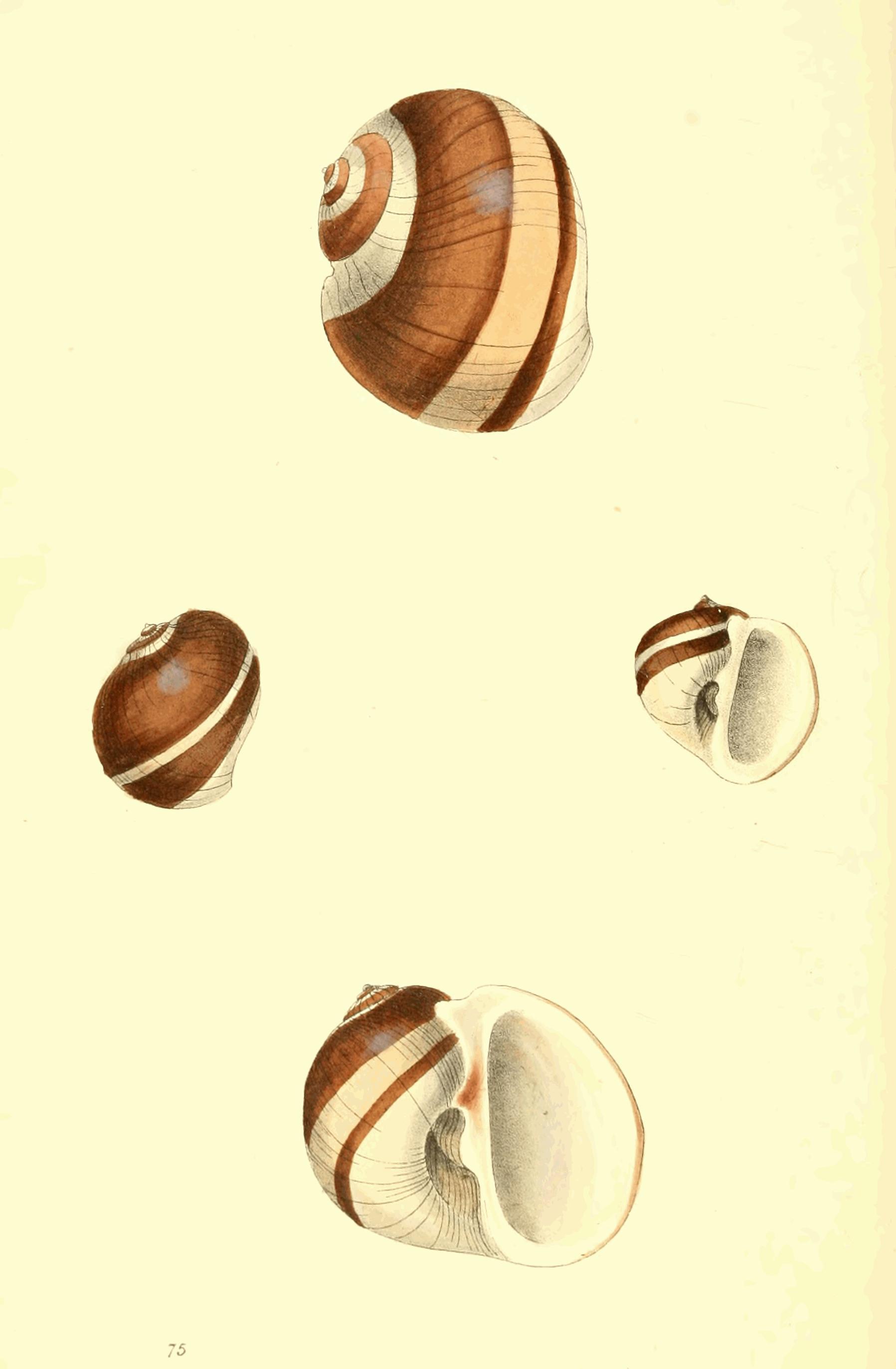 Plate 75.