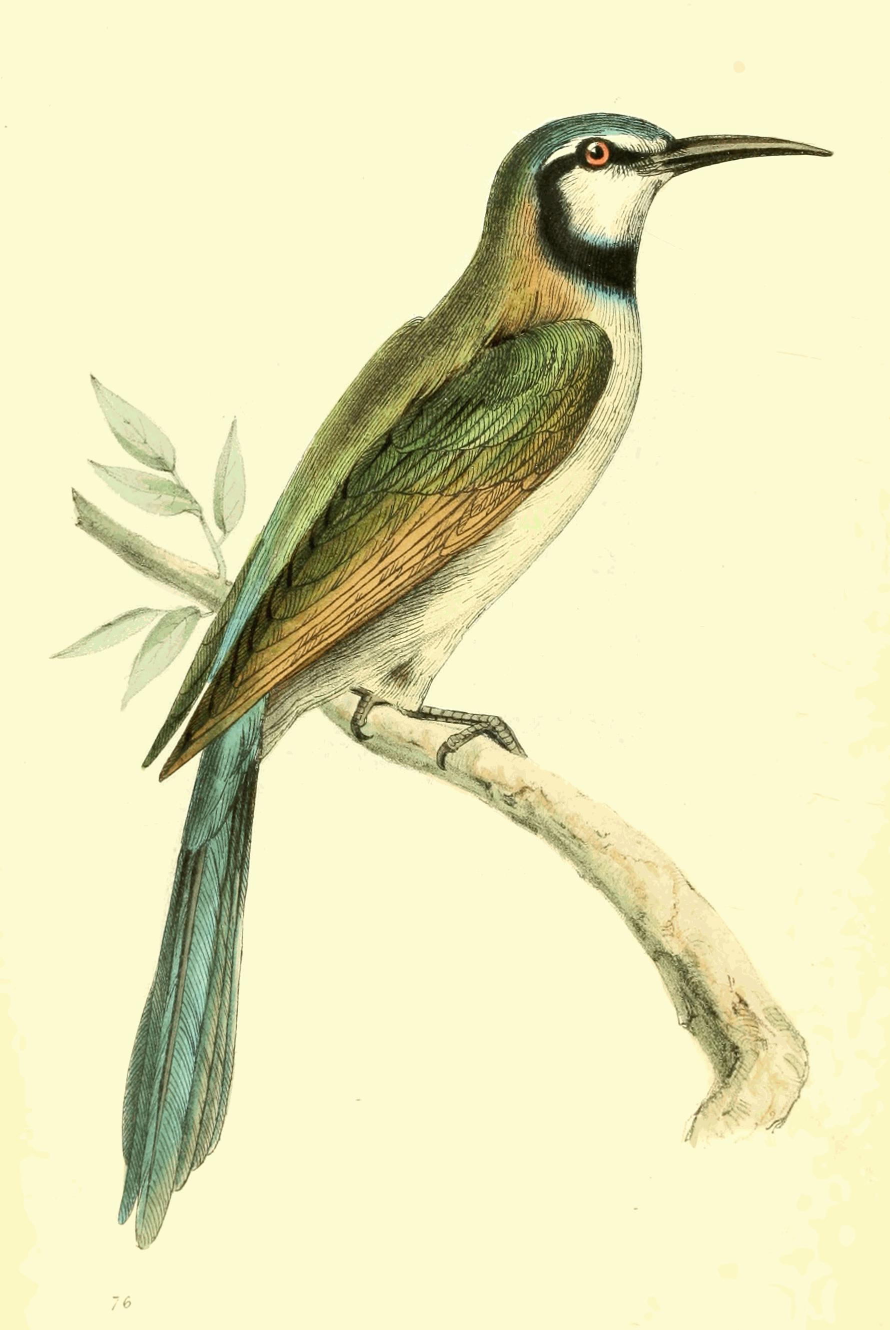 Plate 76.