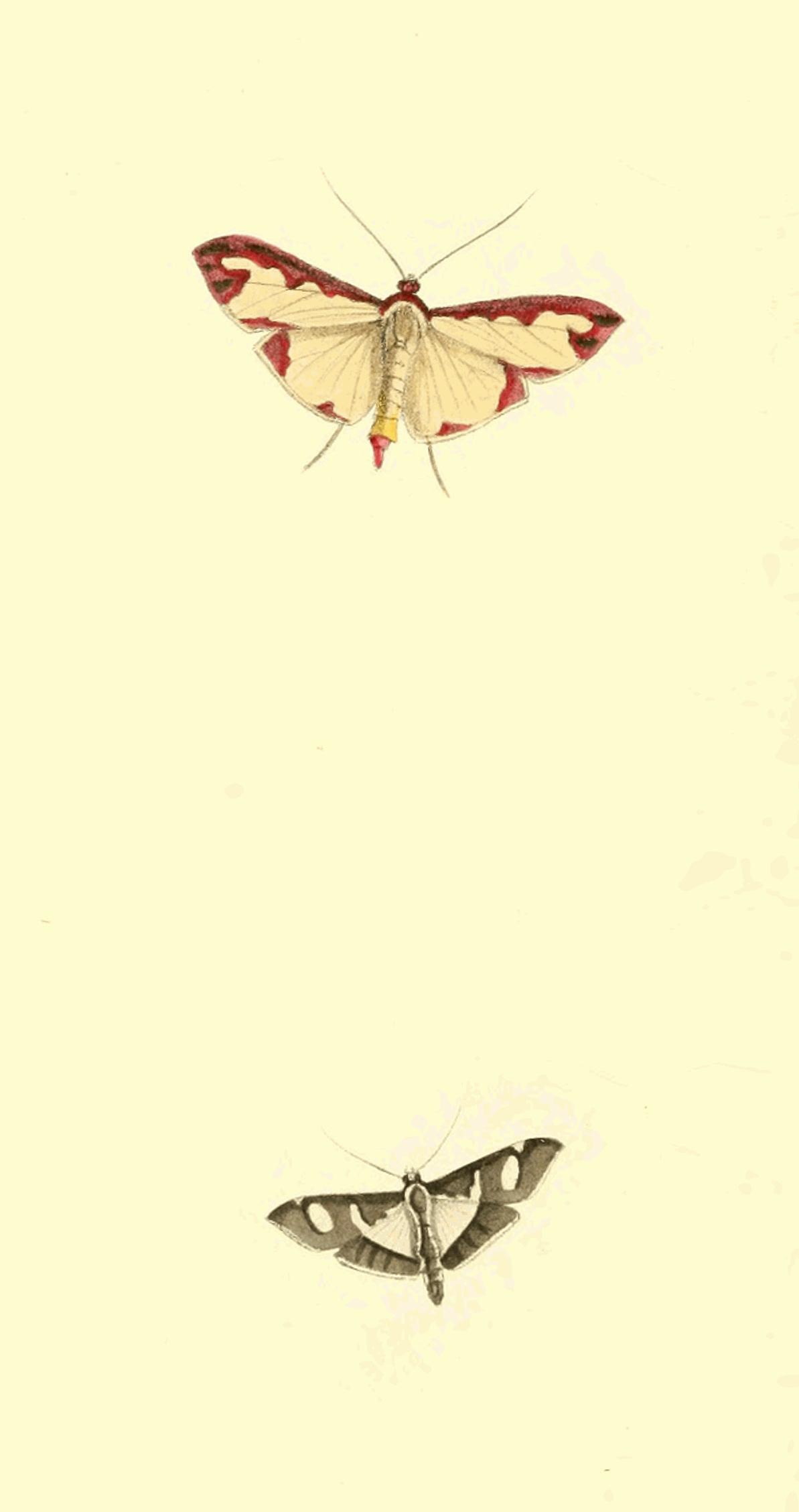 Plate 77.