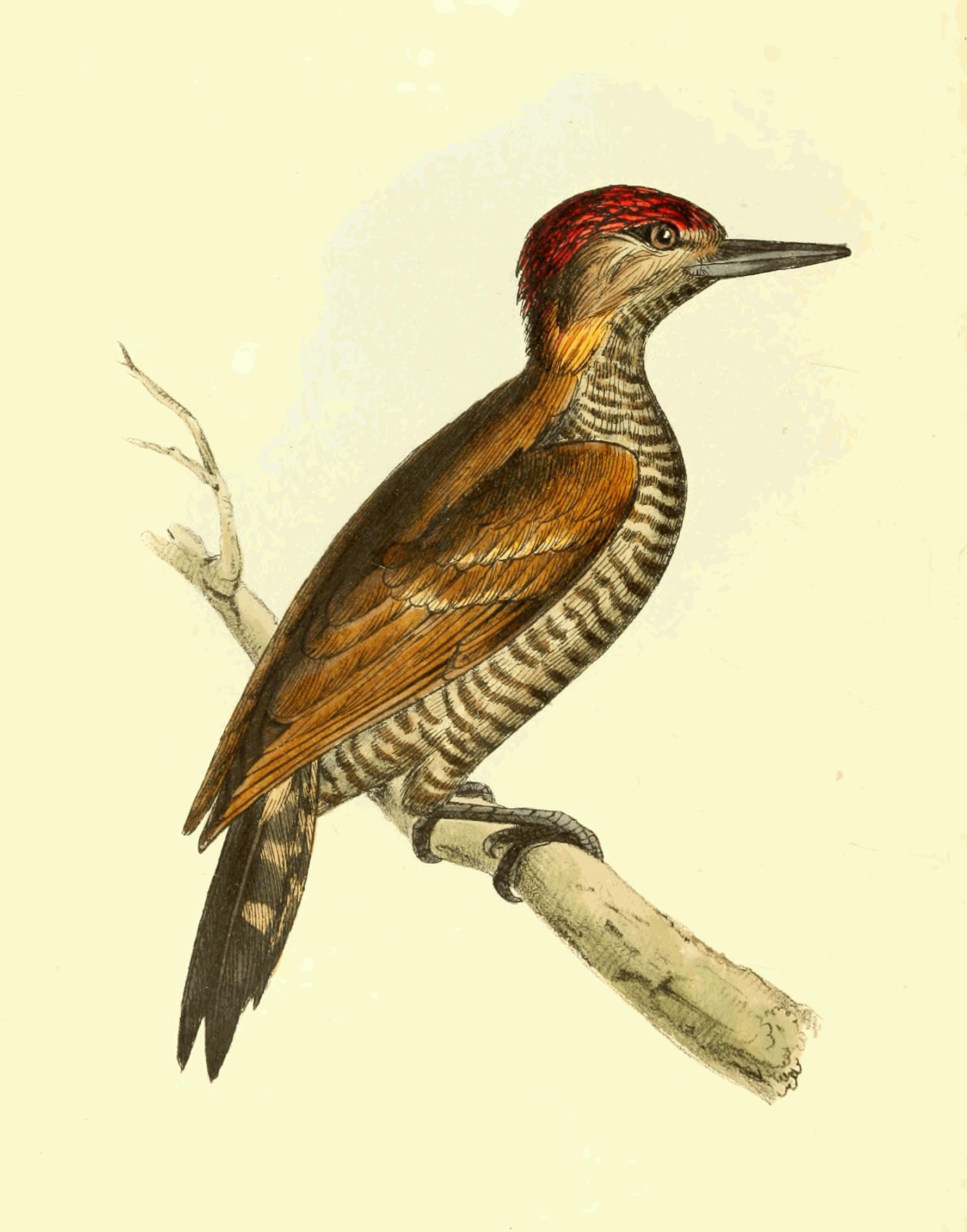 Plate 78.